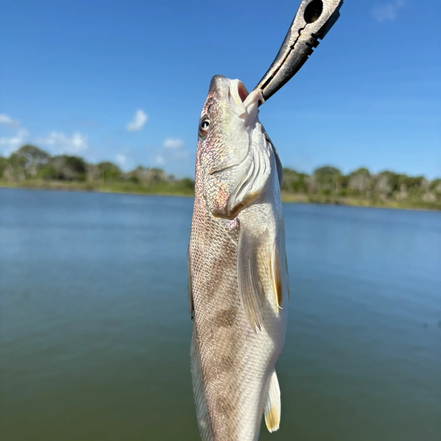 The most recent King George whiting catches on Fishbrain