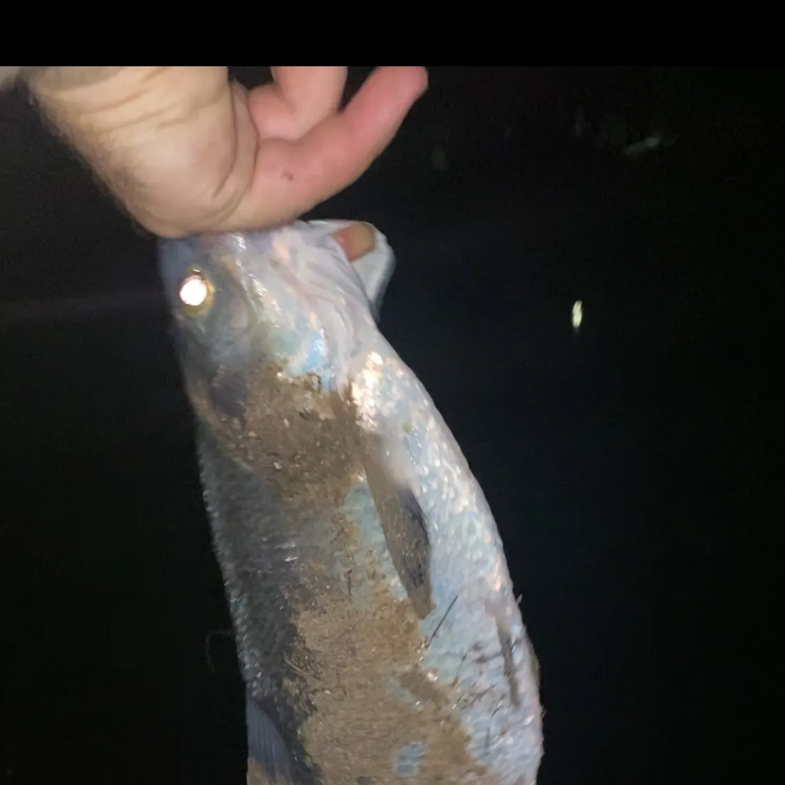 The most recent White shiner catches on Fishbrain