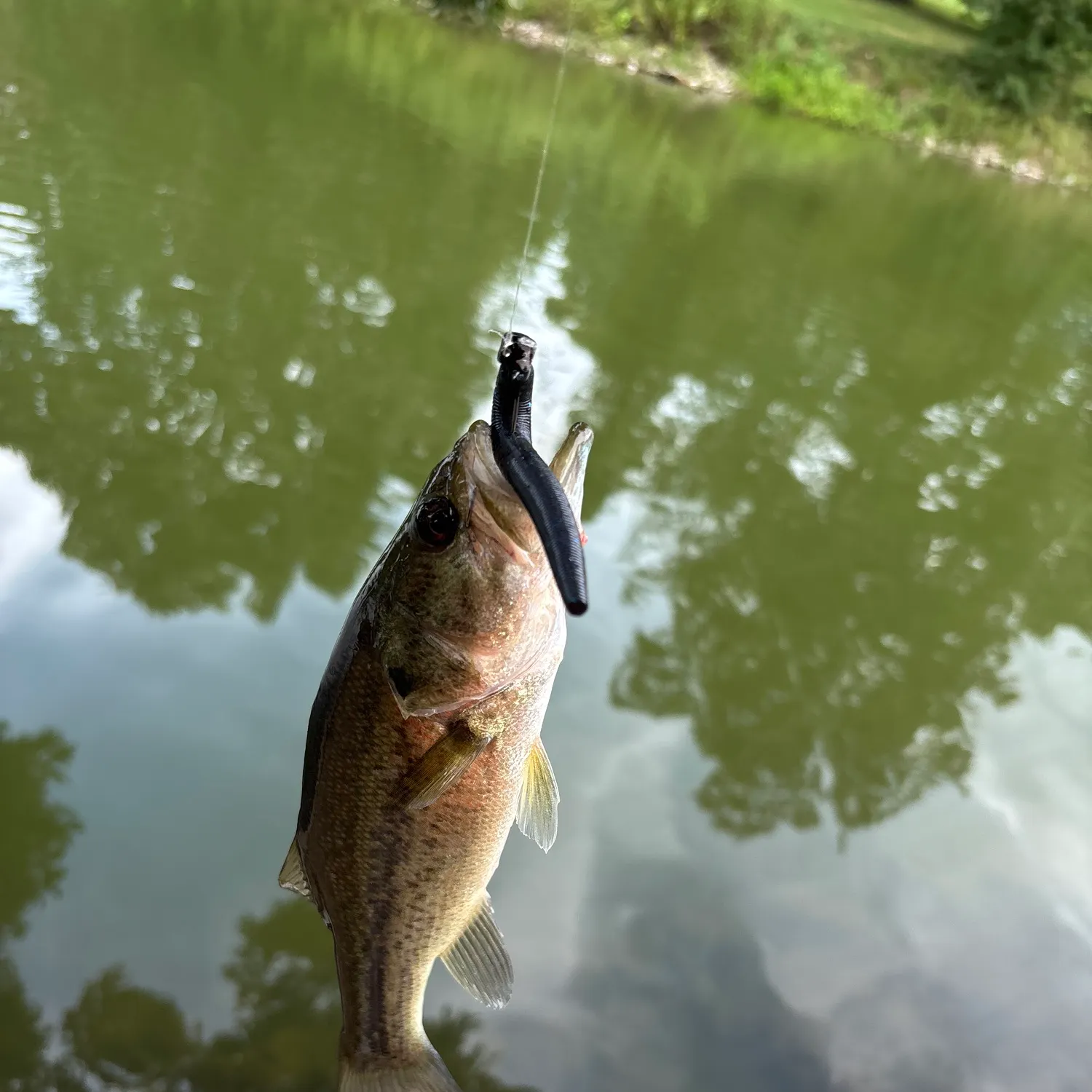 Largemouth bass caught on Fishbrain