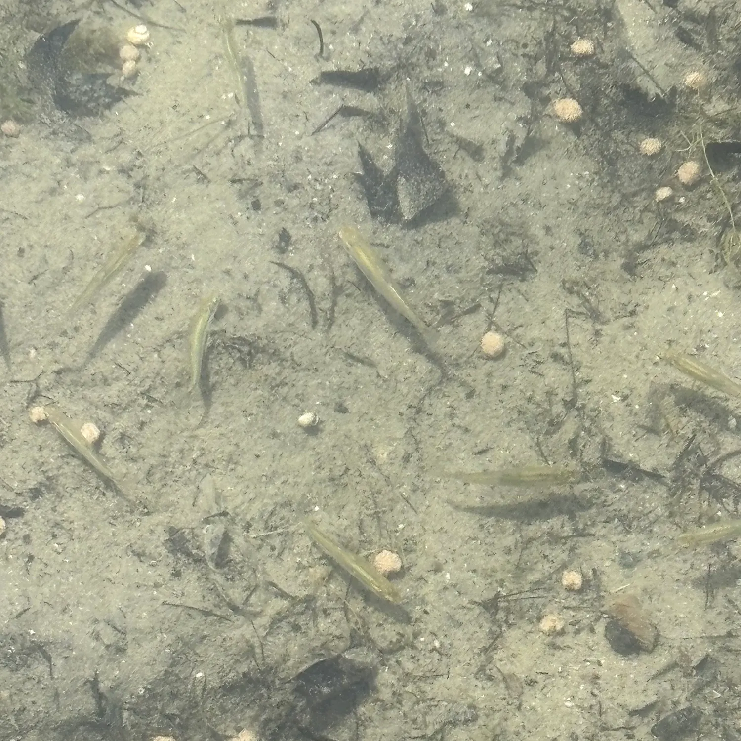 The most recent Western mosquitofish catches on Fishbrain