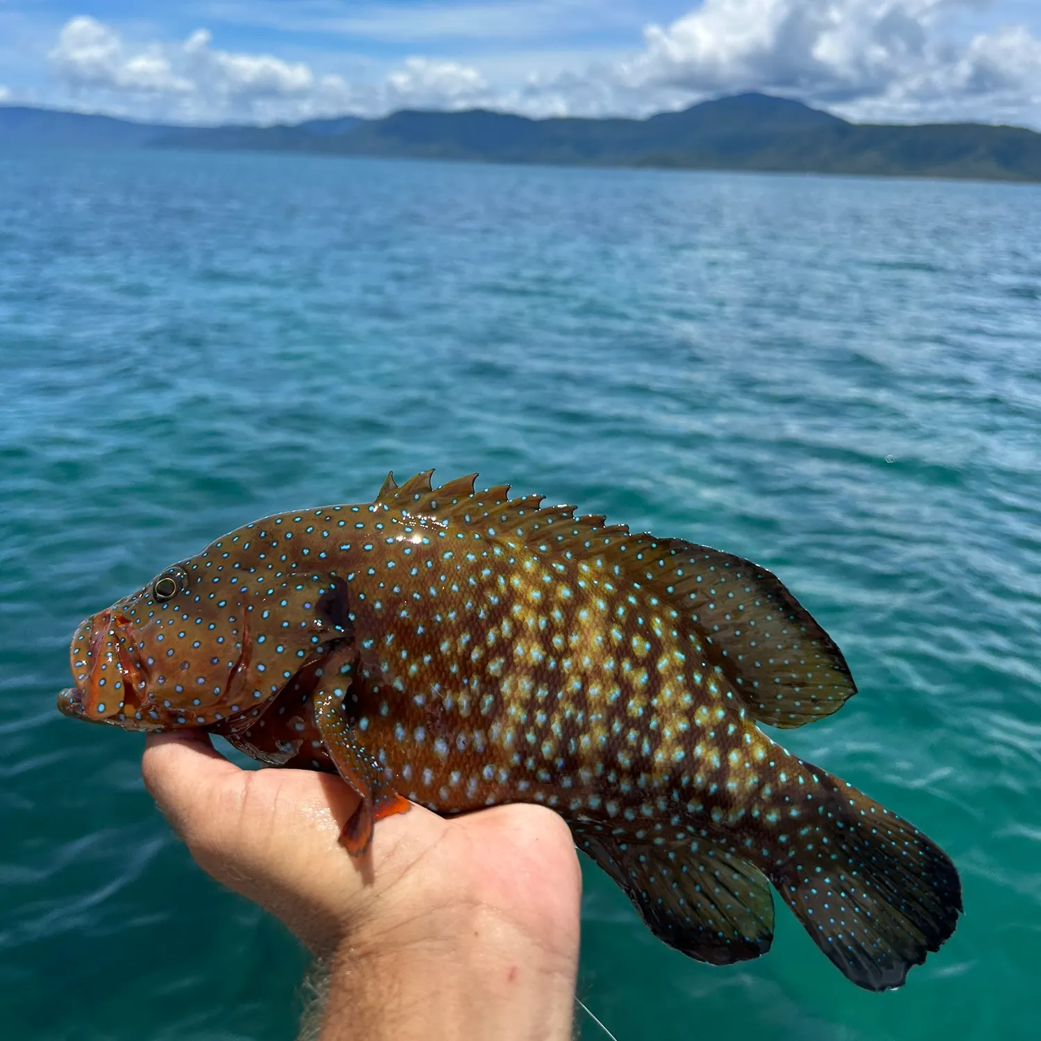 The most popular recent Coral hind catch on Fishbrain