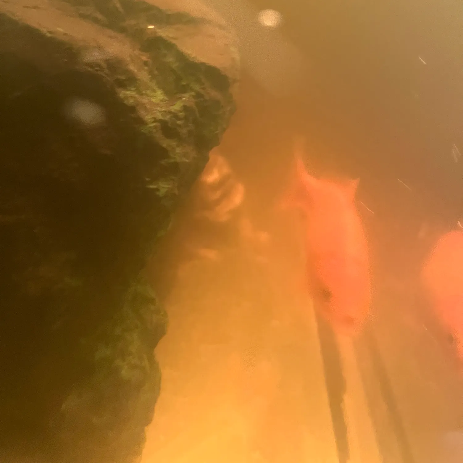 The most recent Goldfish catches on Fishbrain