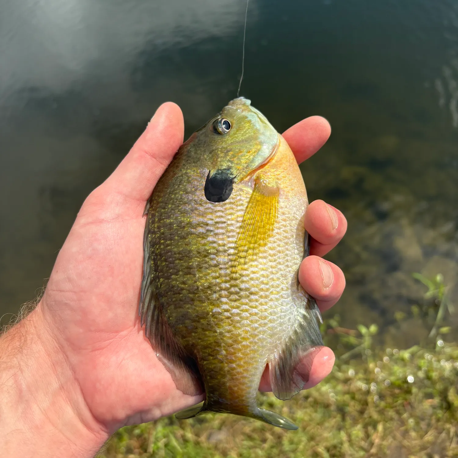 Bluegill caught on Fishbrain