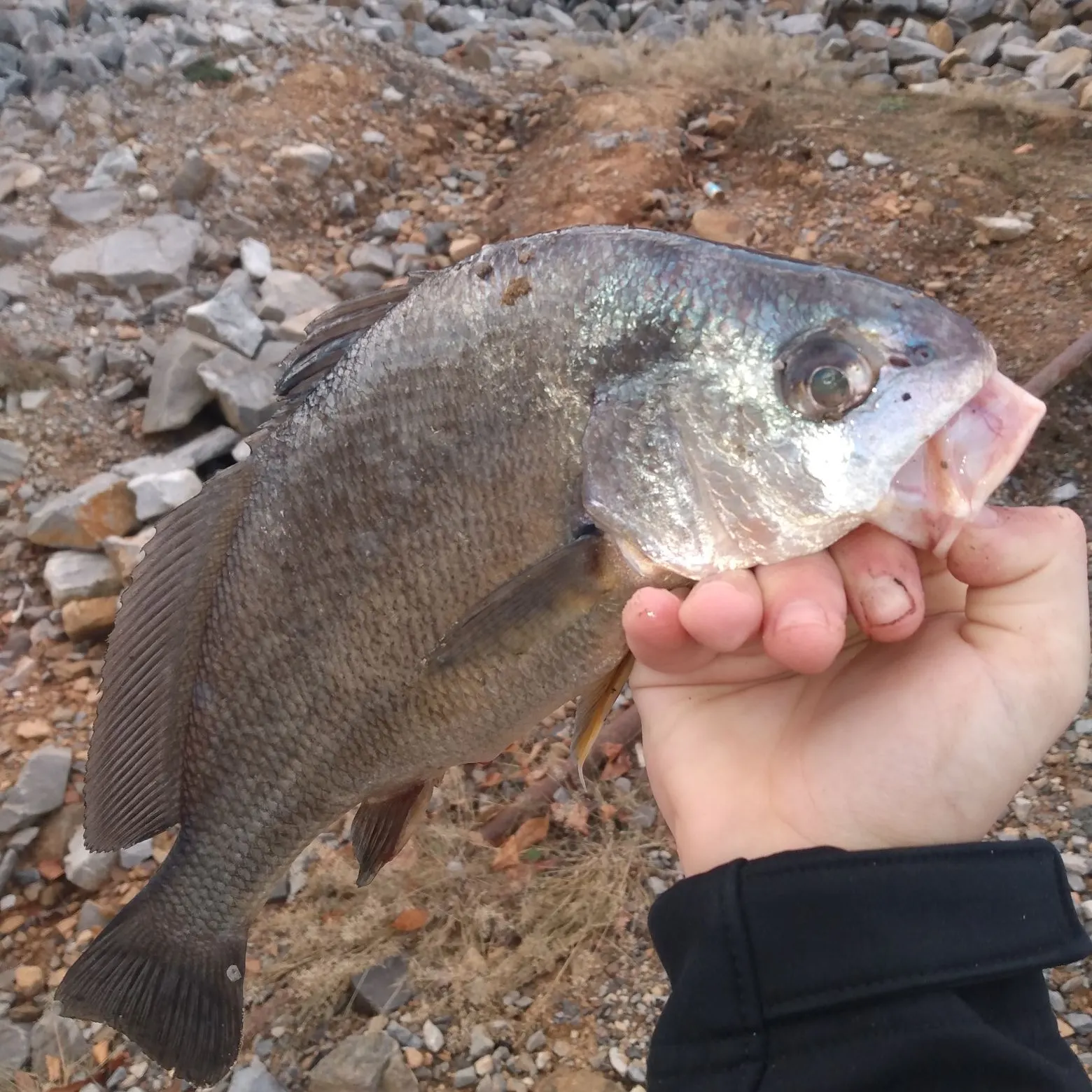 The most recent Freshwater drum catches on Fishbrain