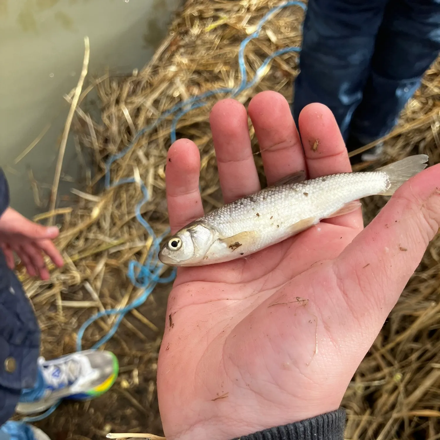 The most popular recent Arroyo chub catch on Fishbrain