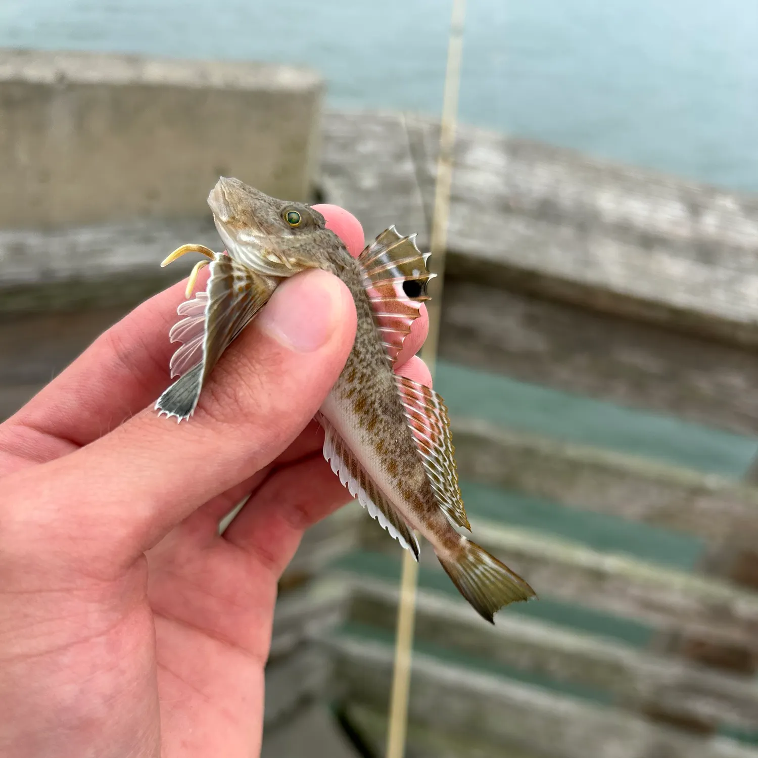 The most recent Northern searobin catches on Fishbrain