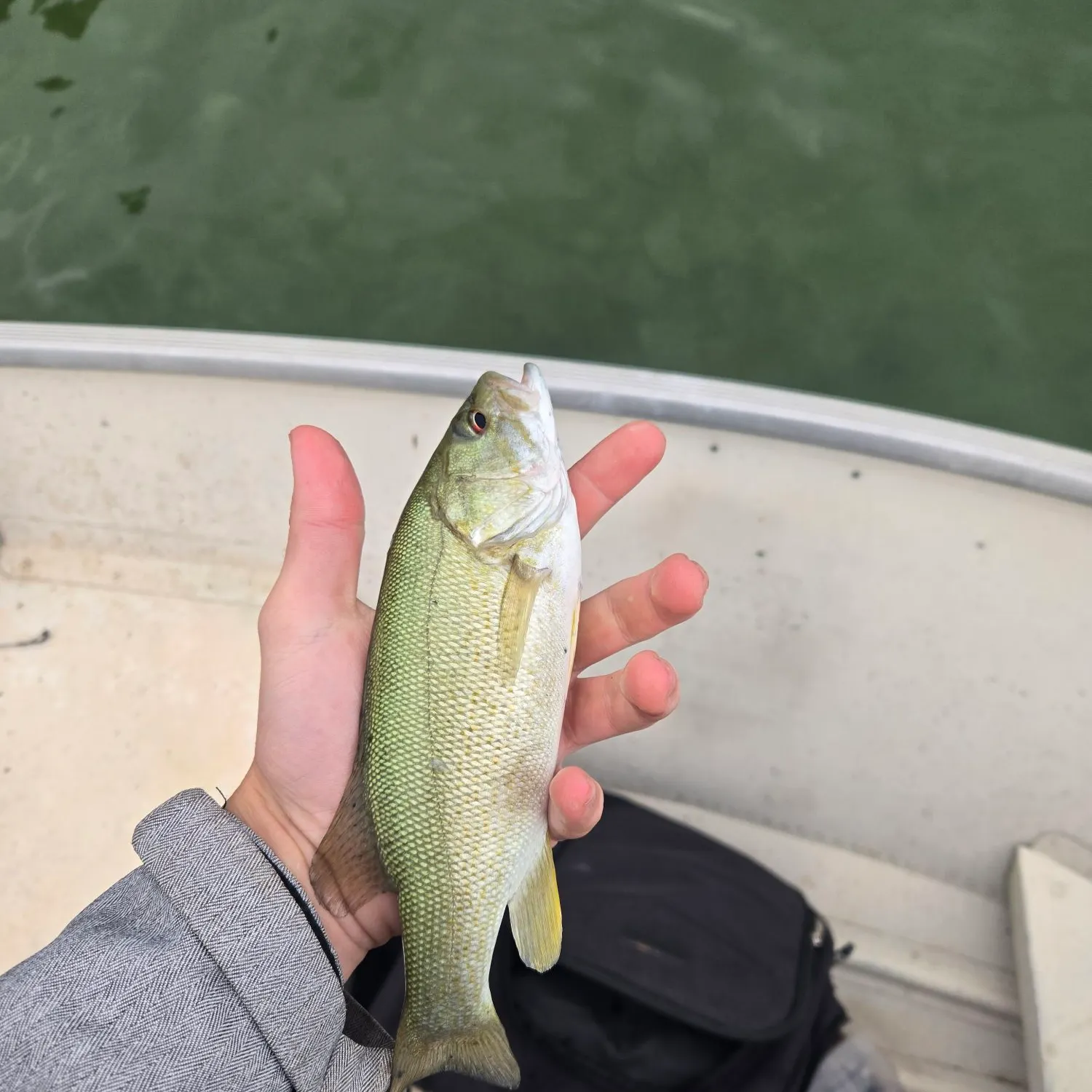 Smallmouth bass caught on Fishbrain