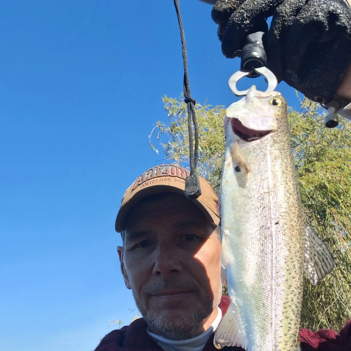 Rainbow trout caught on Fishbrain
