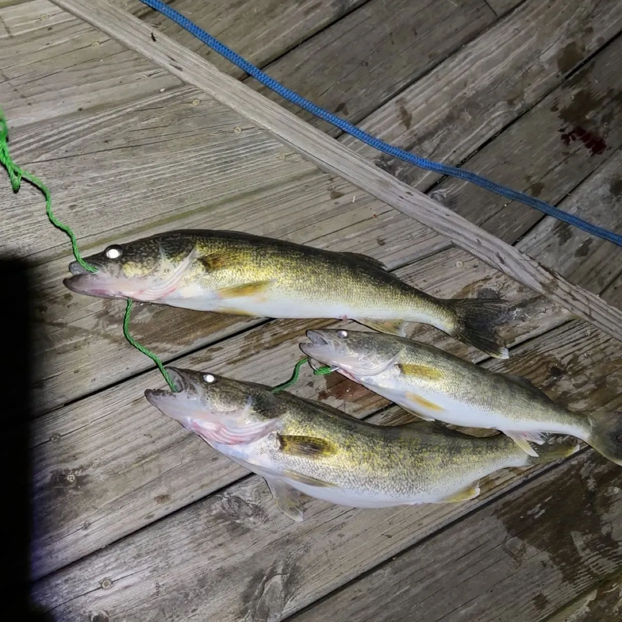recently logged catches