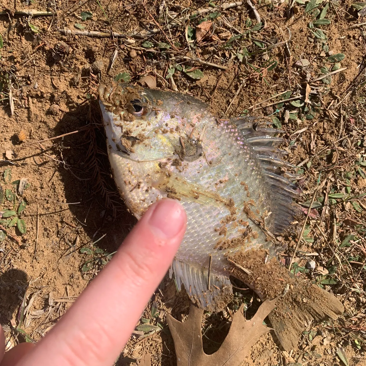 Silver perch caught on Fishbrain