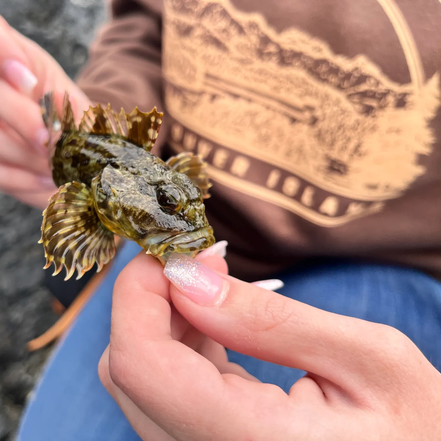 The most recent Cabezon catches on Fishbrain