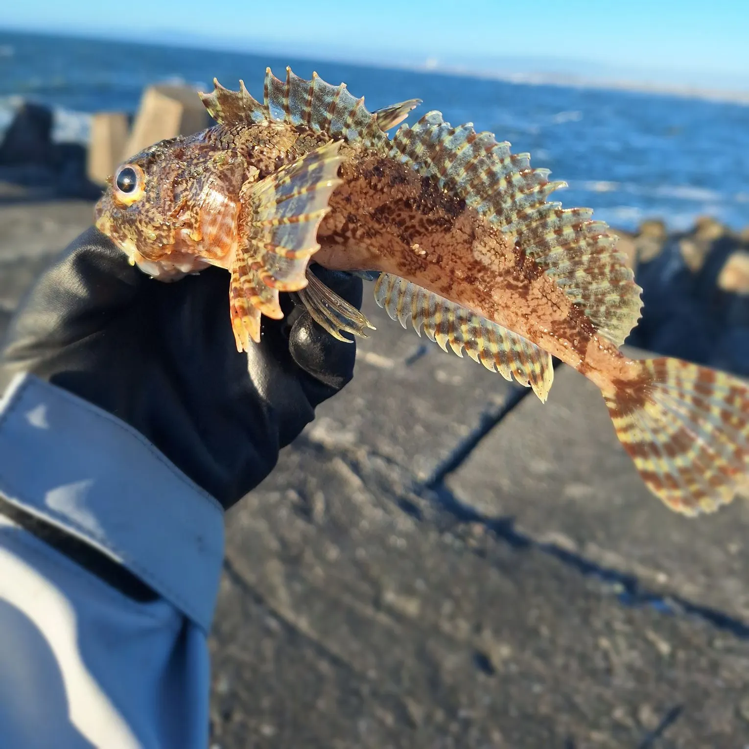 The most recent Red Irish lord catches on Fishbrain