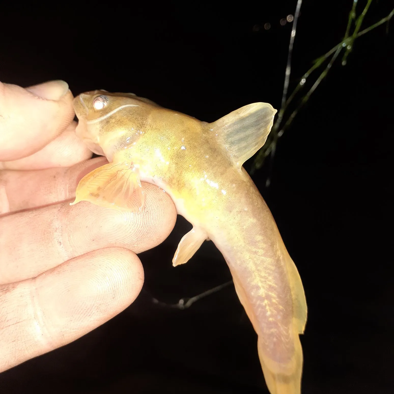 The most recent Northern madtom catches on Fishbrain