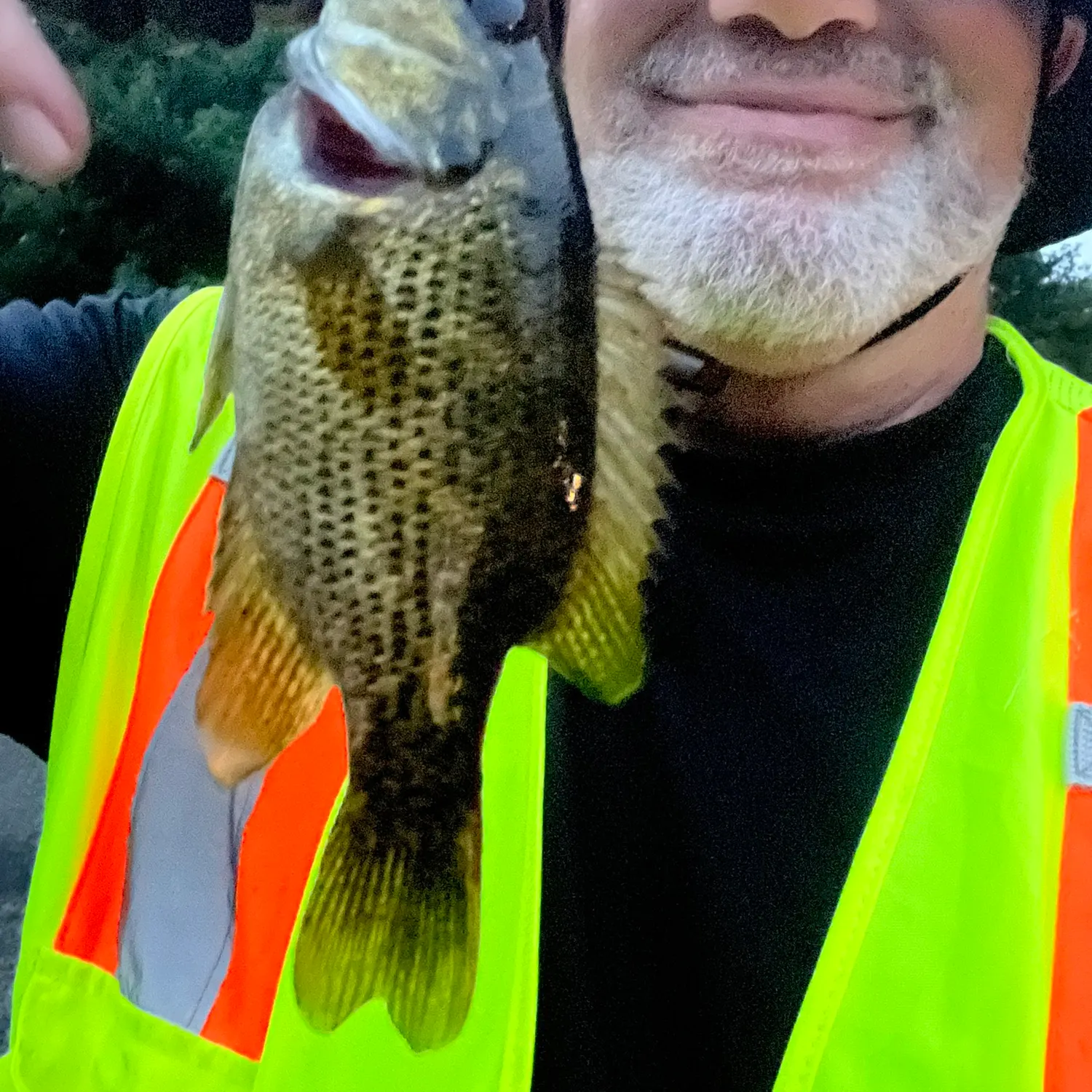 Rock bass caught on Fishbrain
