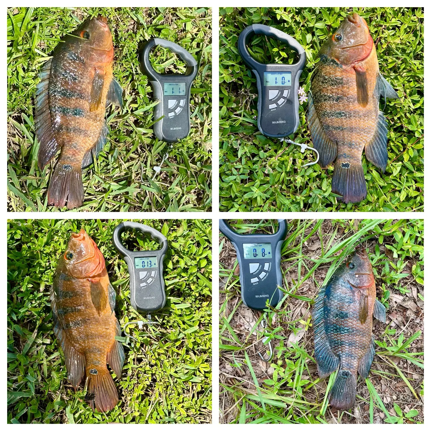recently logged catches