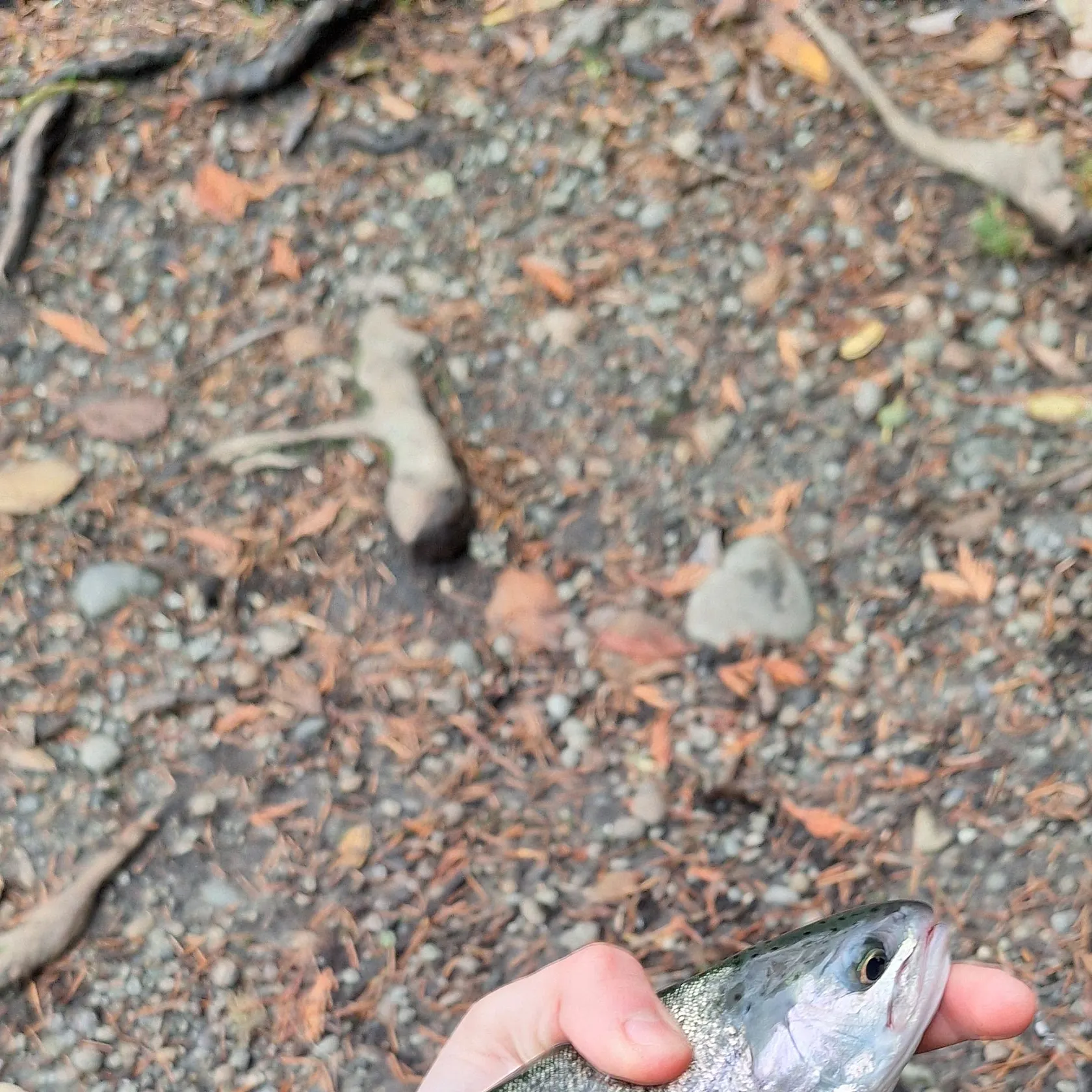 Rainbow trout caught on Fishbrain