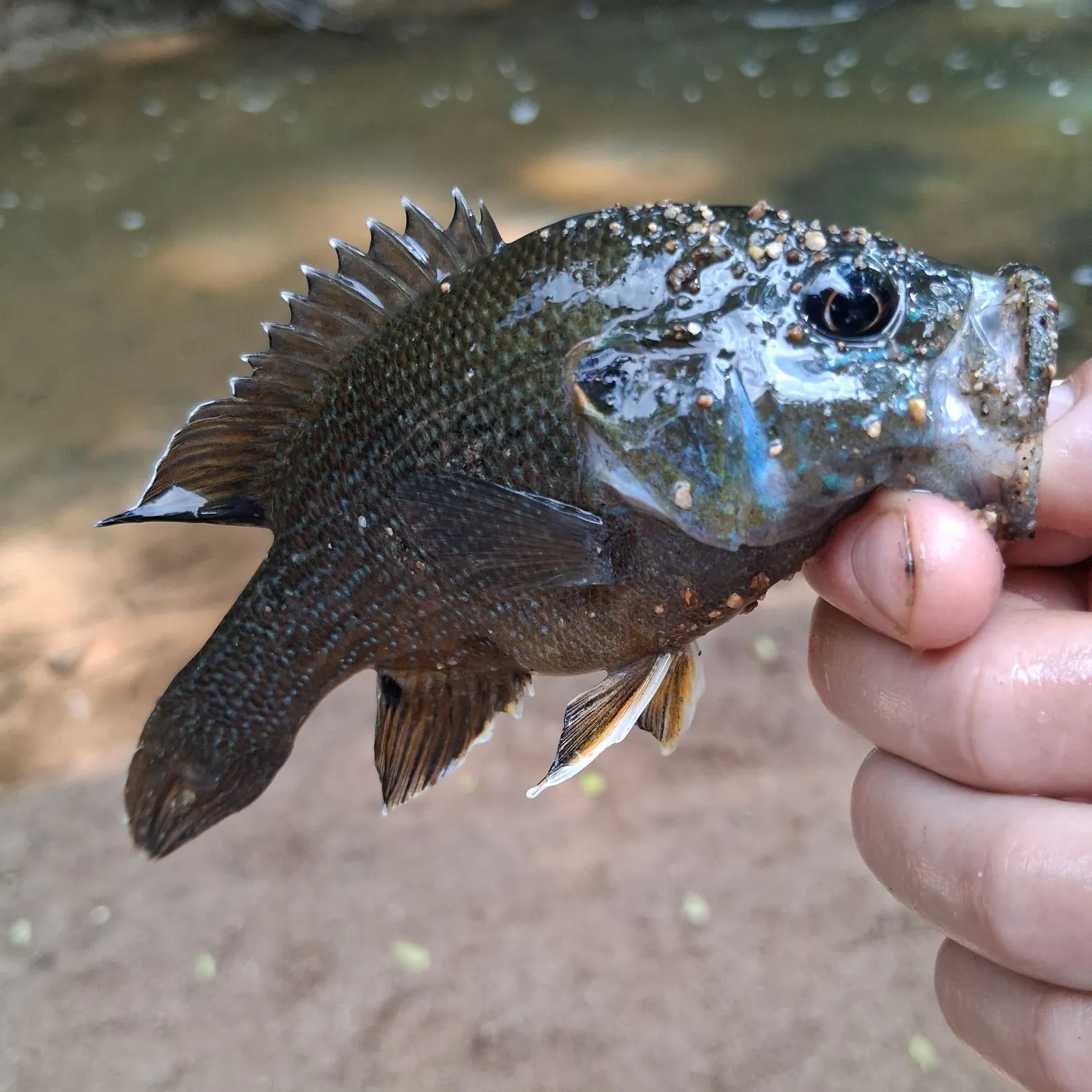 Green sunfish caught on Fishbrain
