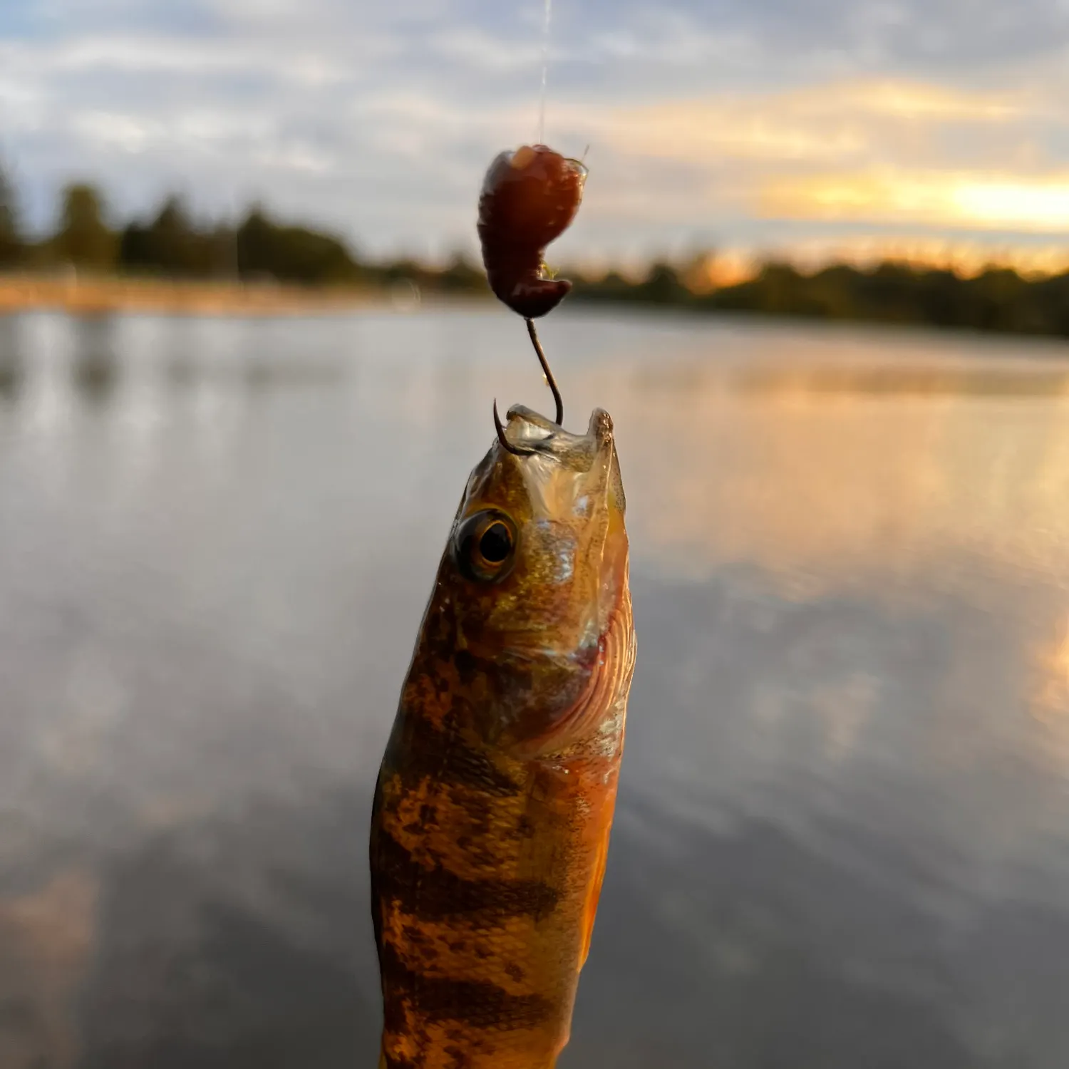 Yellow perch caught on Fishbrain
