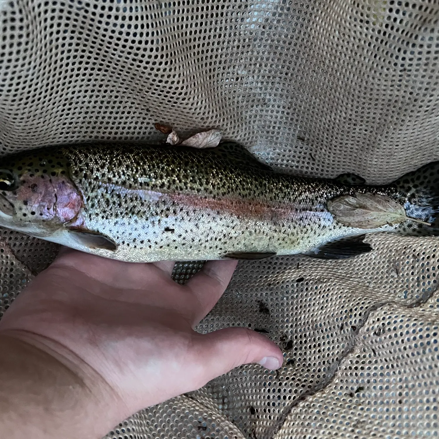 Rainbow trout caught on Fishbrain