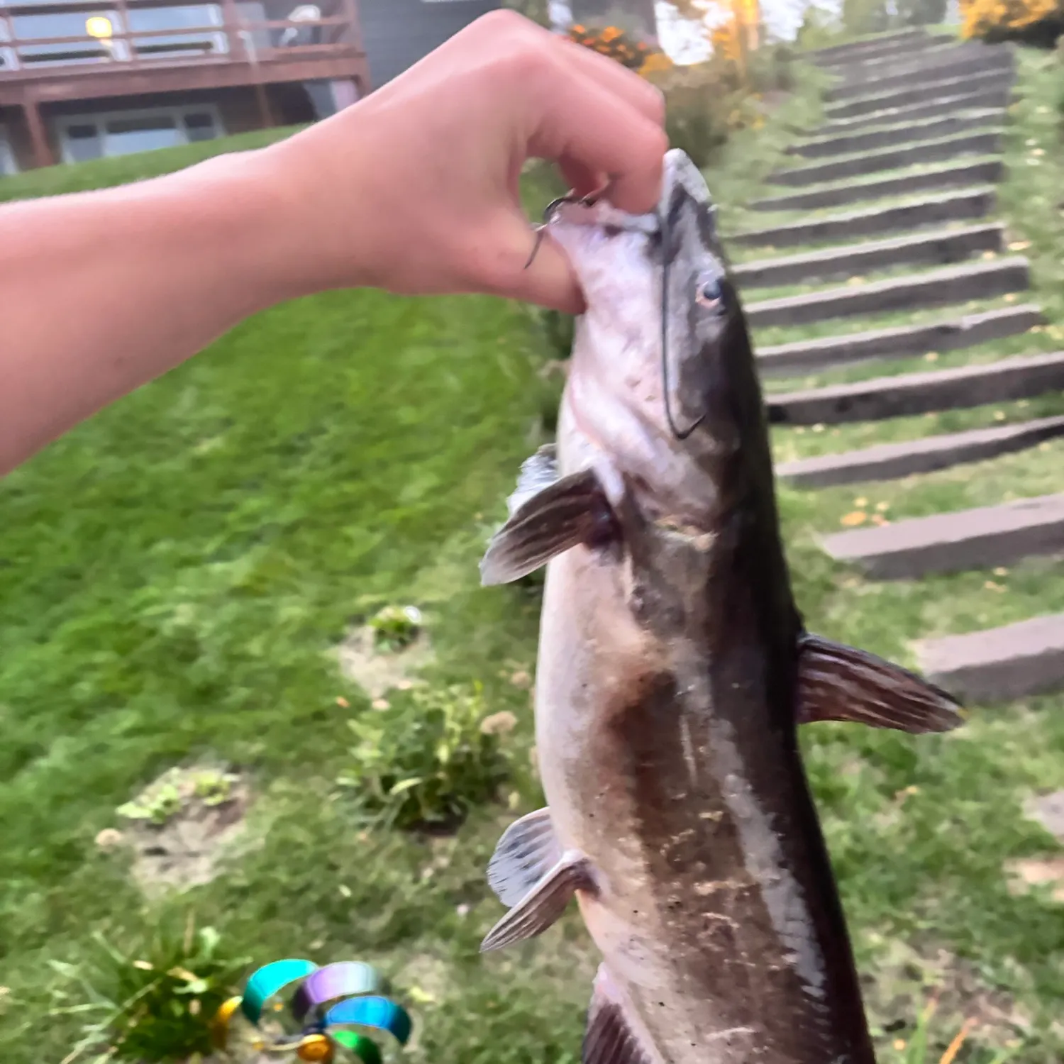 Channel catfish caught on Fishbrain