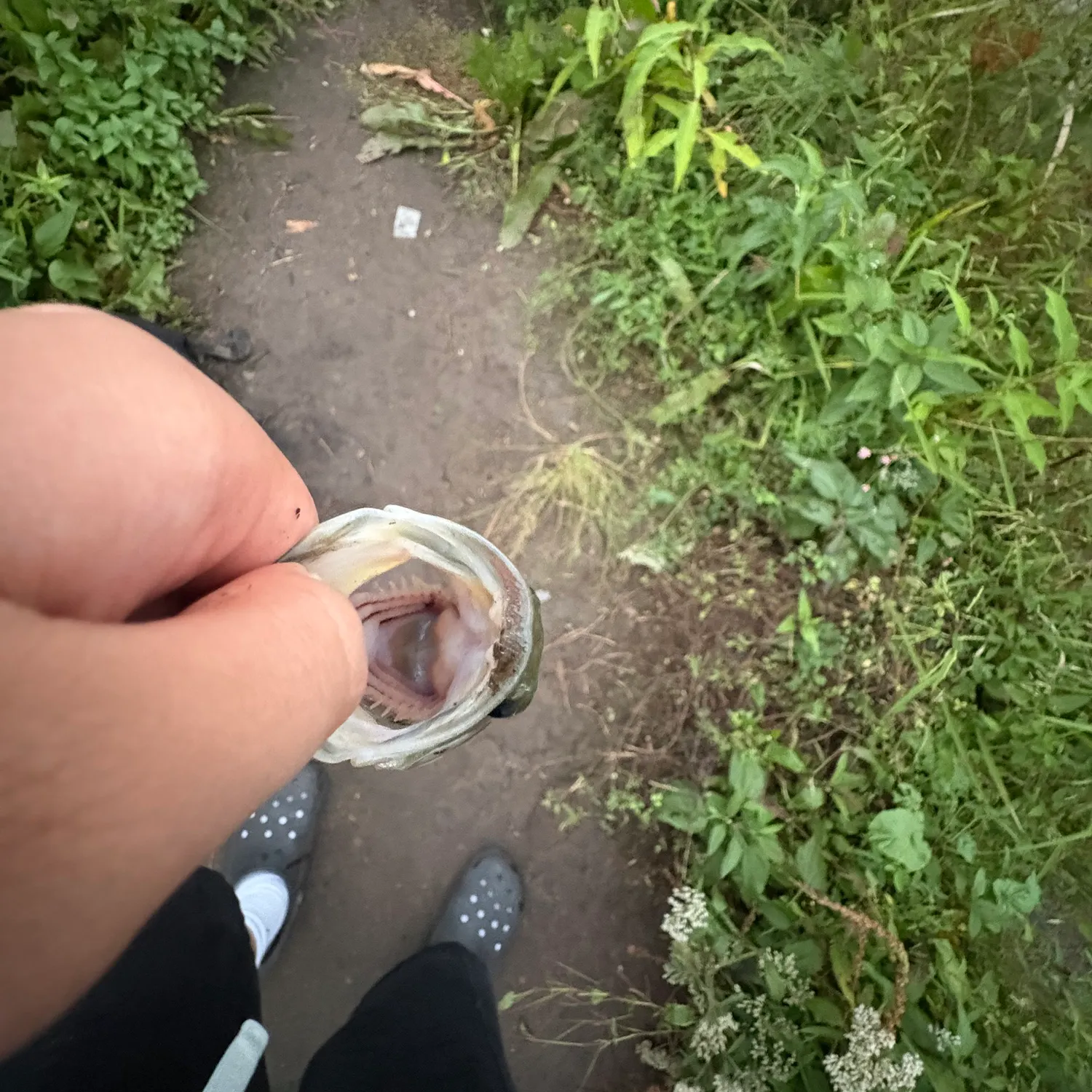 Fish caught on Fishbrain
