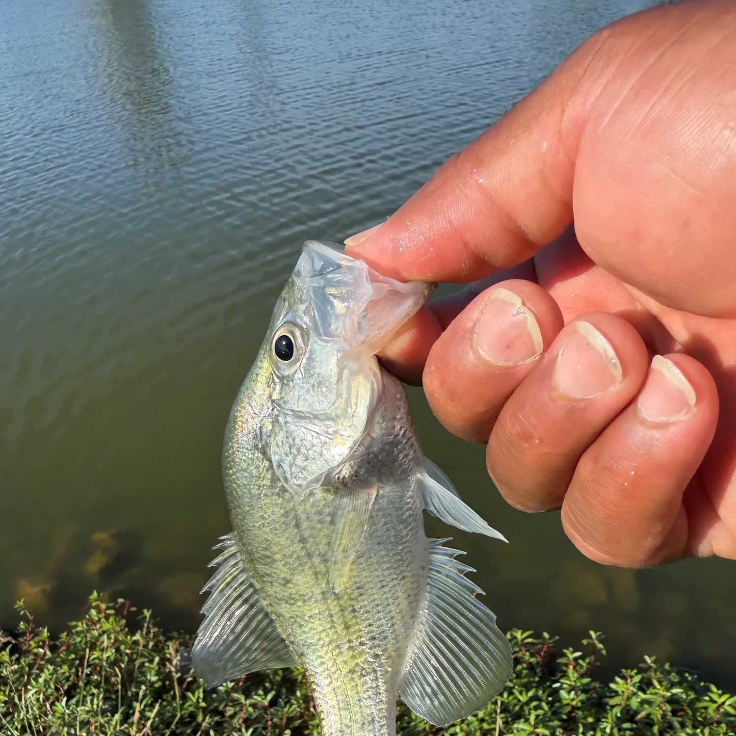 White crappie caught on Fishbrain