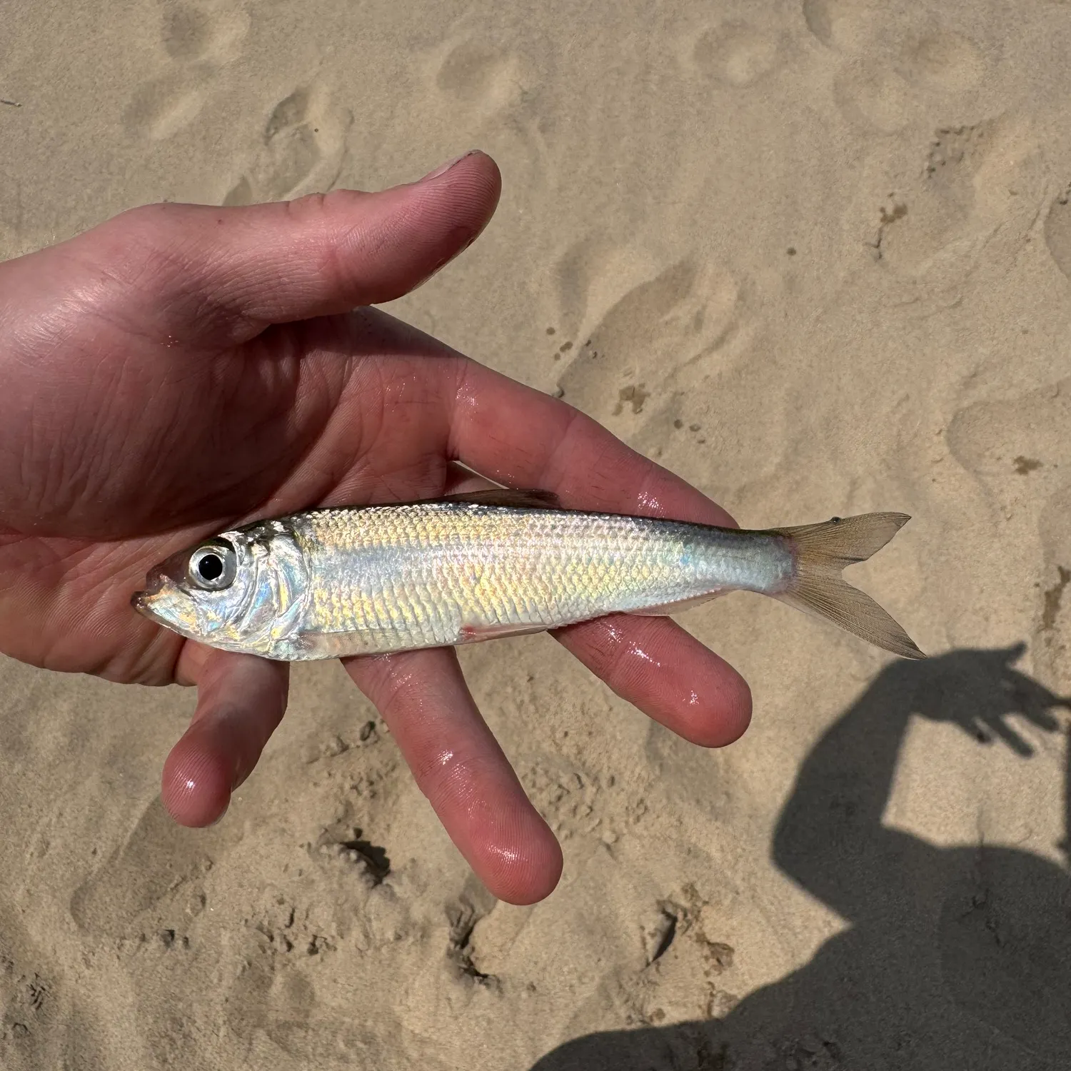 The most recent Alewife catches on Fishbrain
