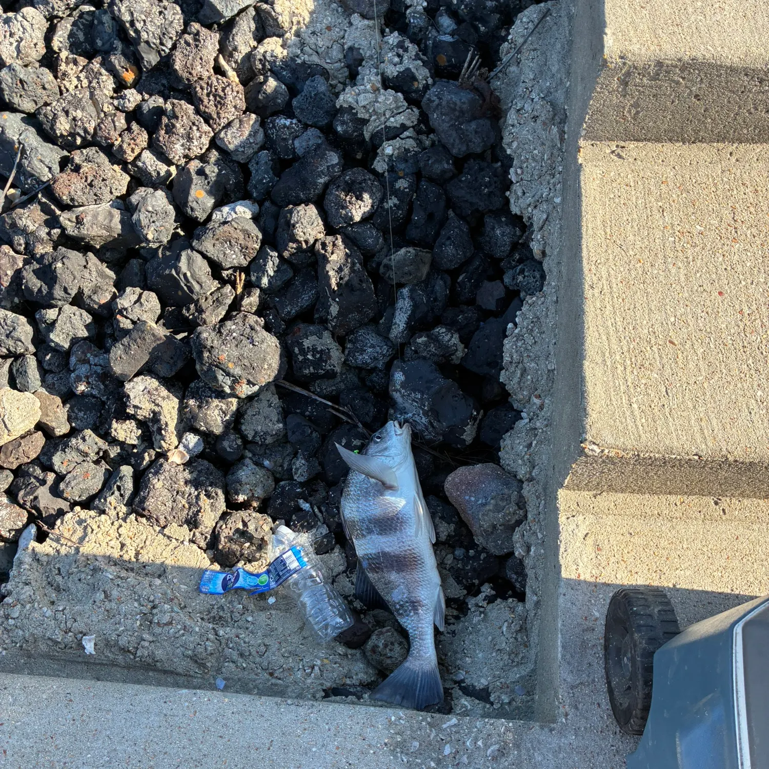 The most recent Black drum catches on Fishbrain