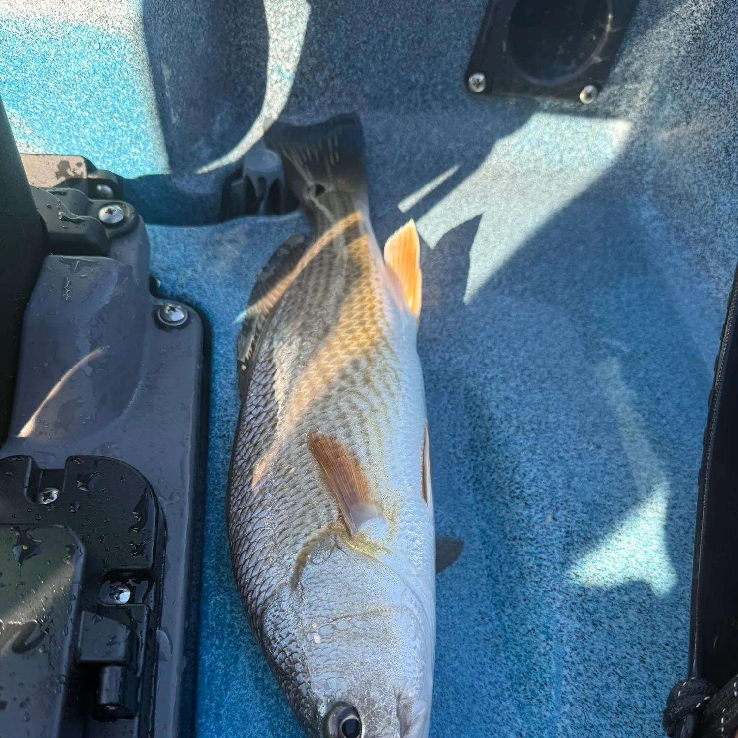 Red drum caught on Fishbrain