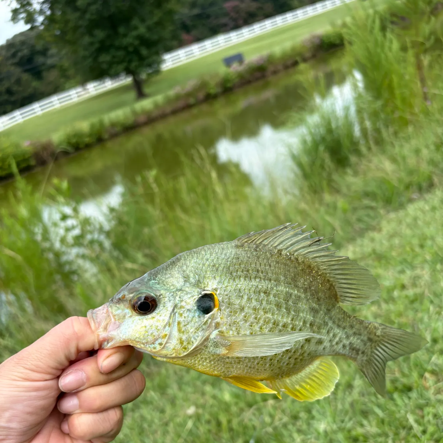 Redear sunfish caught on Fishbrain