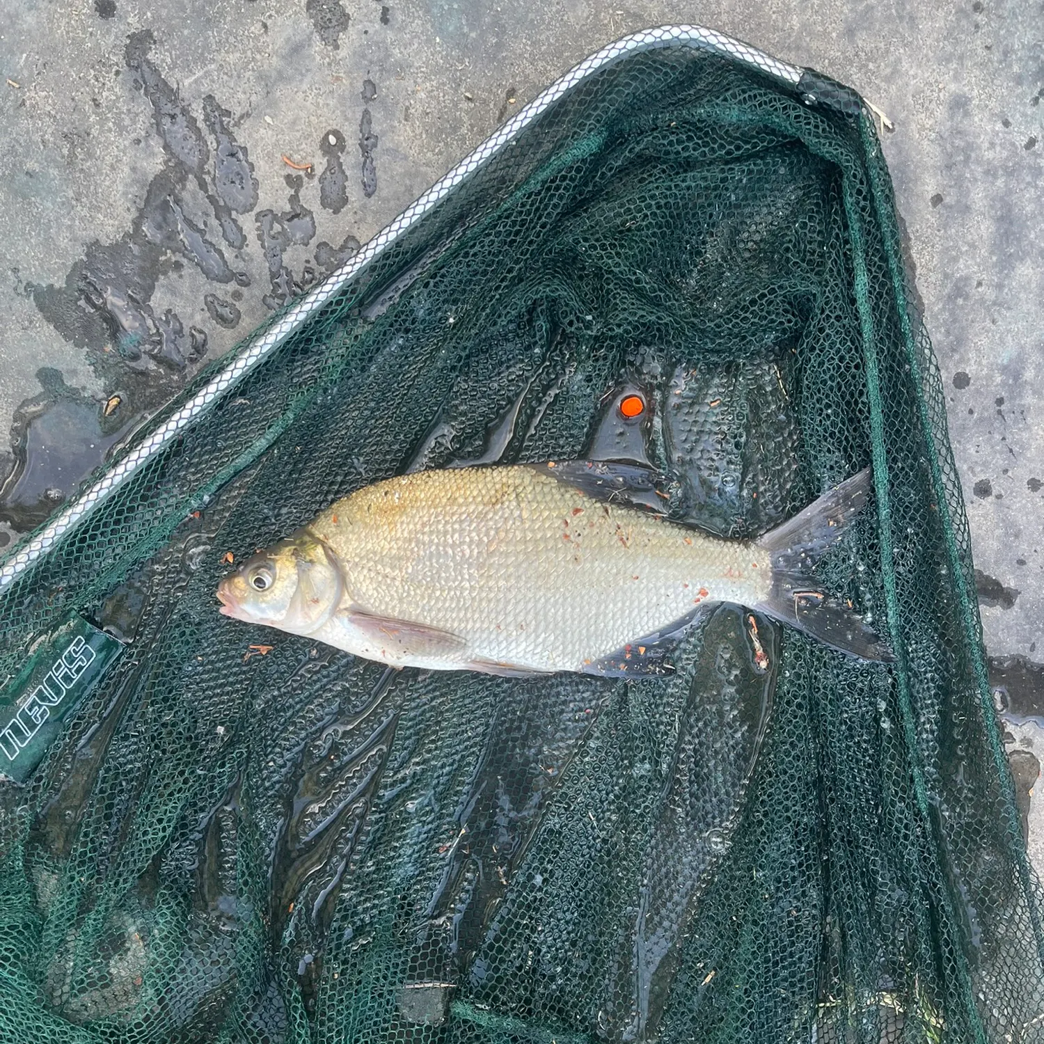 Common bream caught on Fishbrain