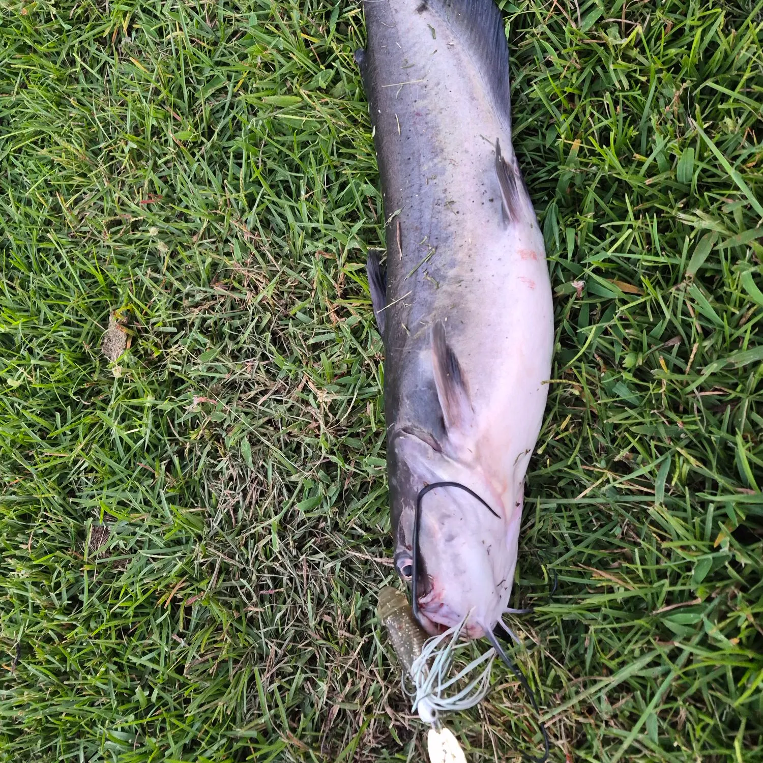 Channel catfish caught on Fishbrain