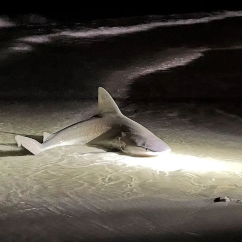 The most recent Bull shark catches on Fishbrain