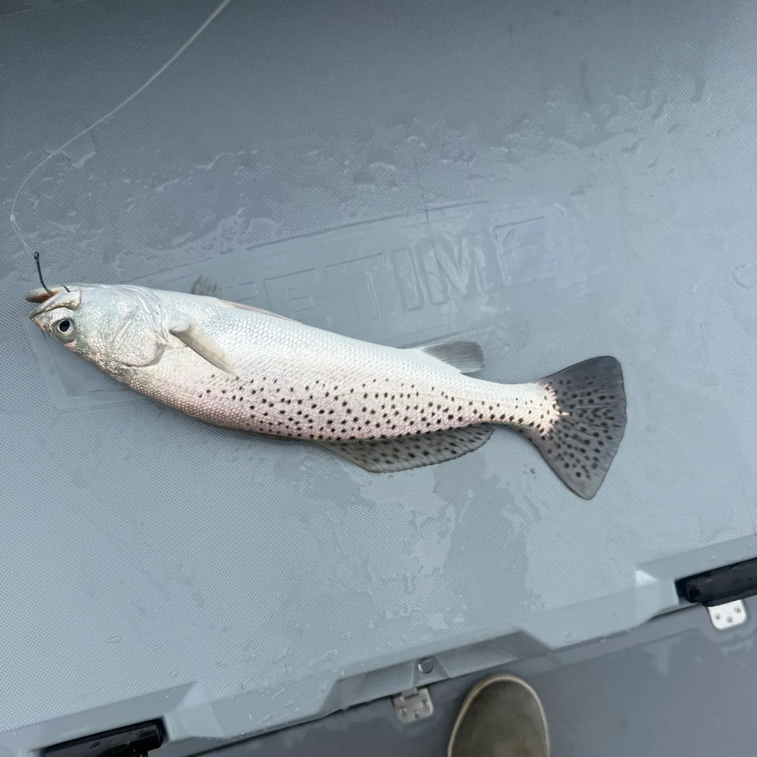 Spotted seatrout caught on Fishbrain