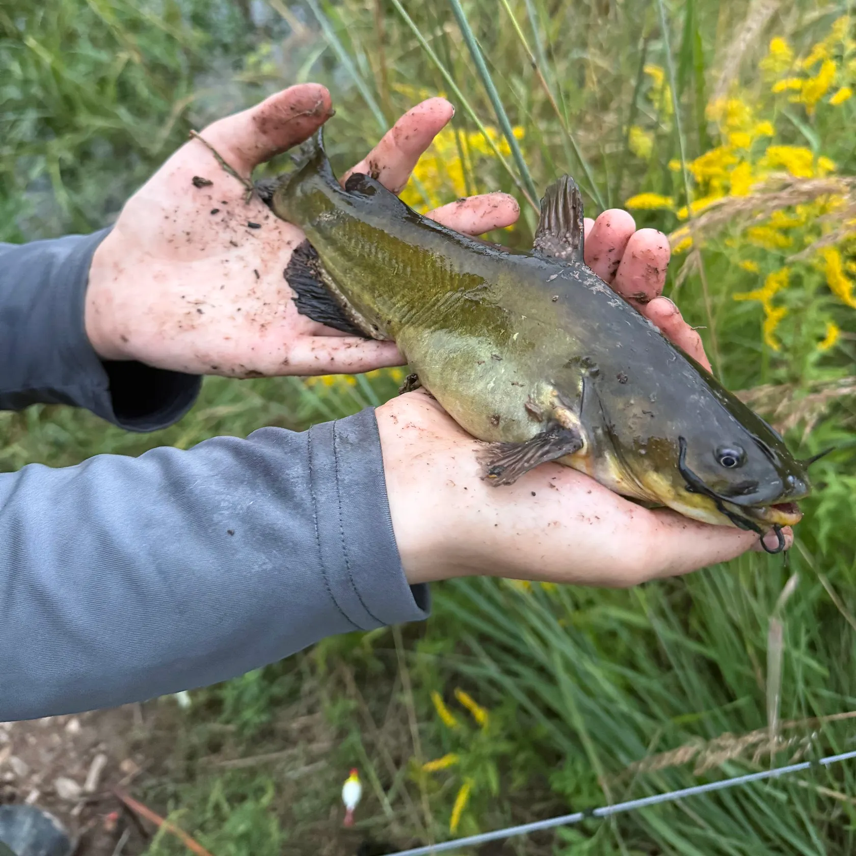 Black bullhead caught on Fishbrain