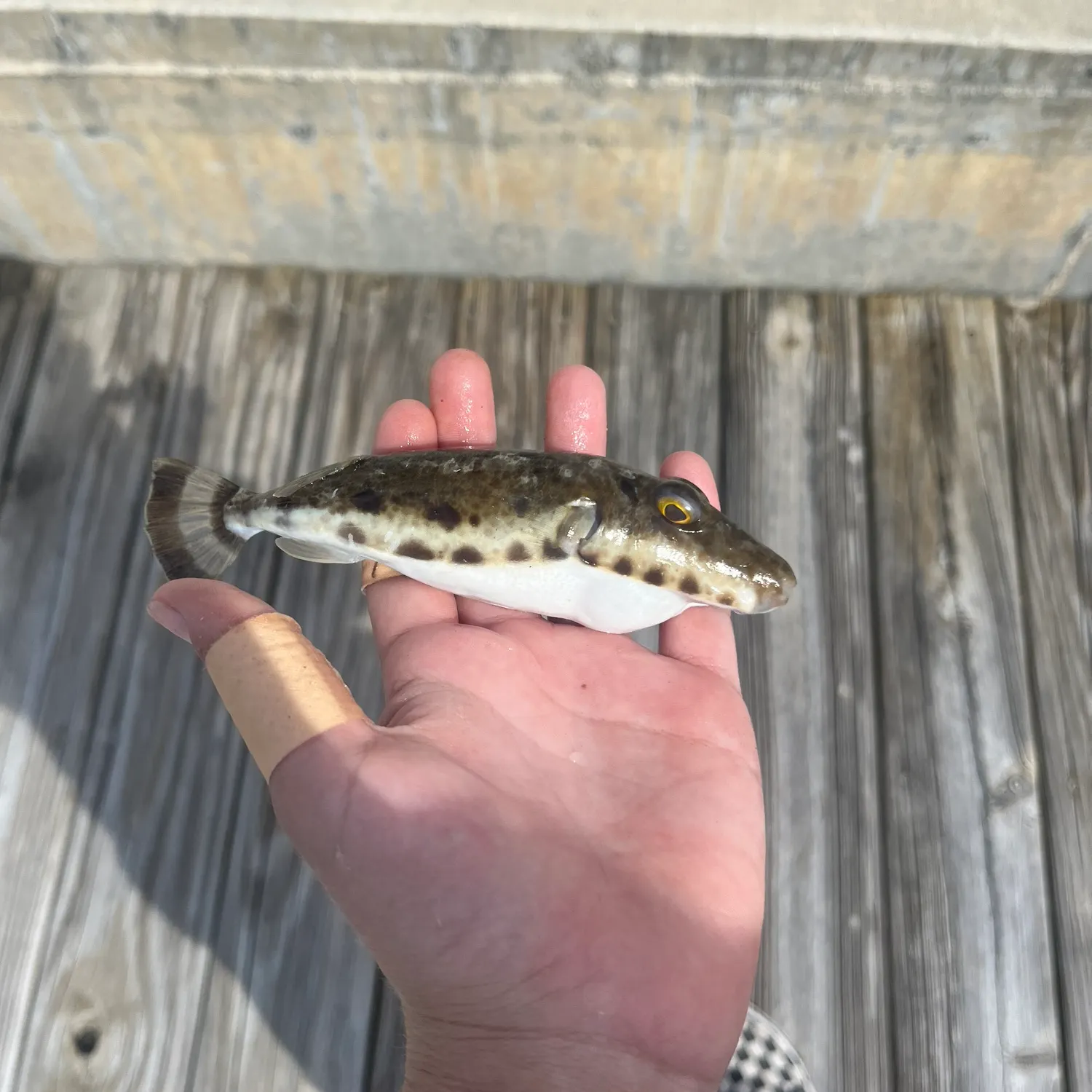 The most popular recent Bandtail puffer catch on Fishbrain