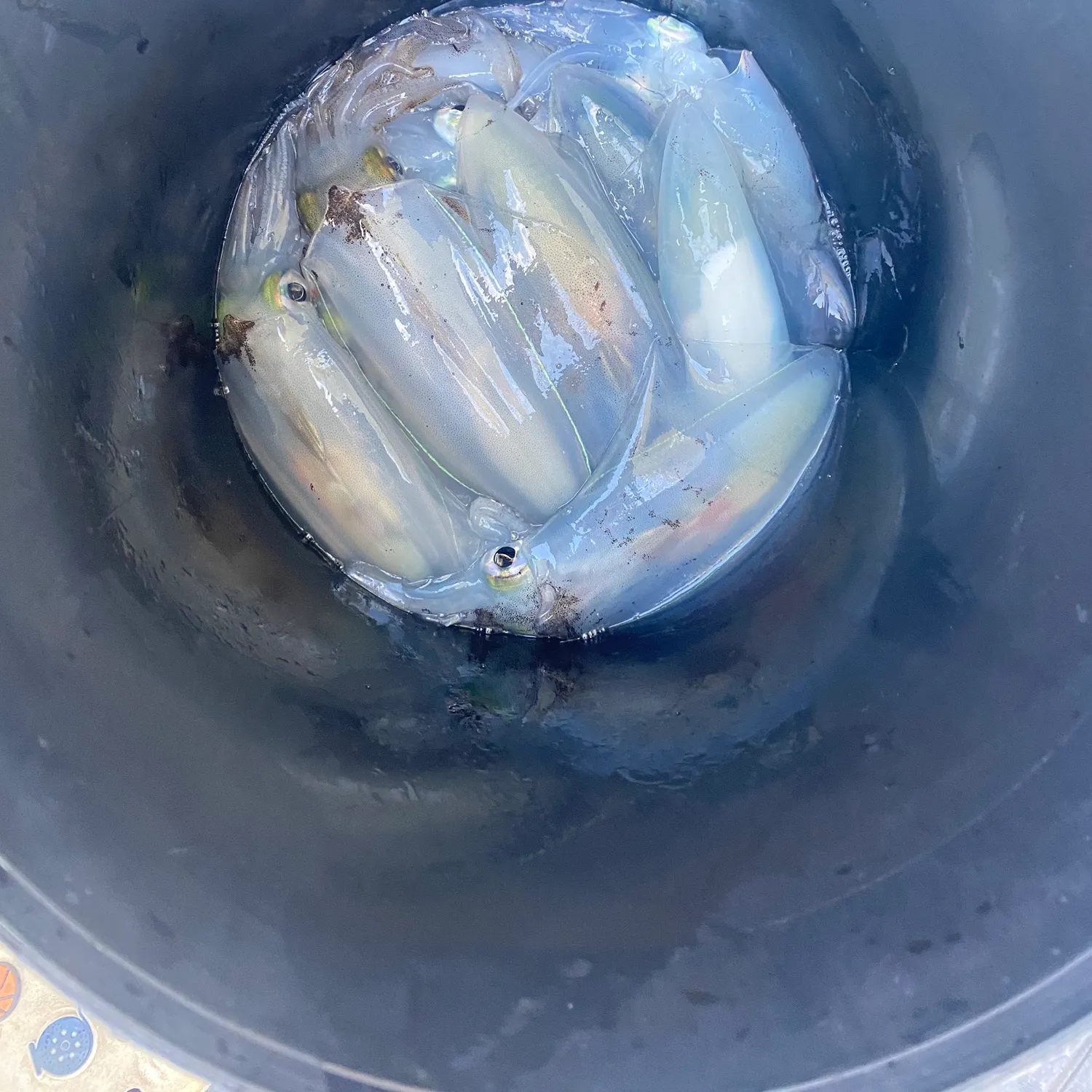The most recent Southern calamari catches on Fishbrain