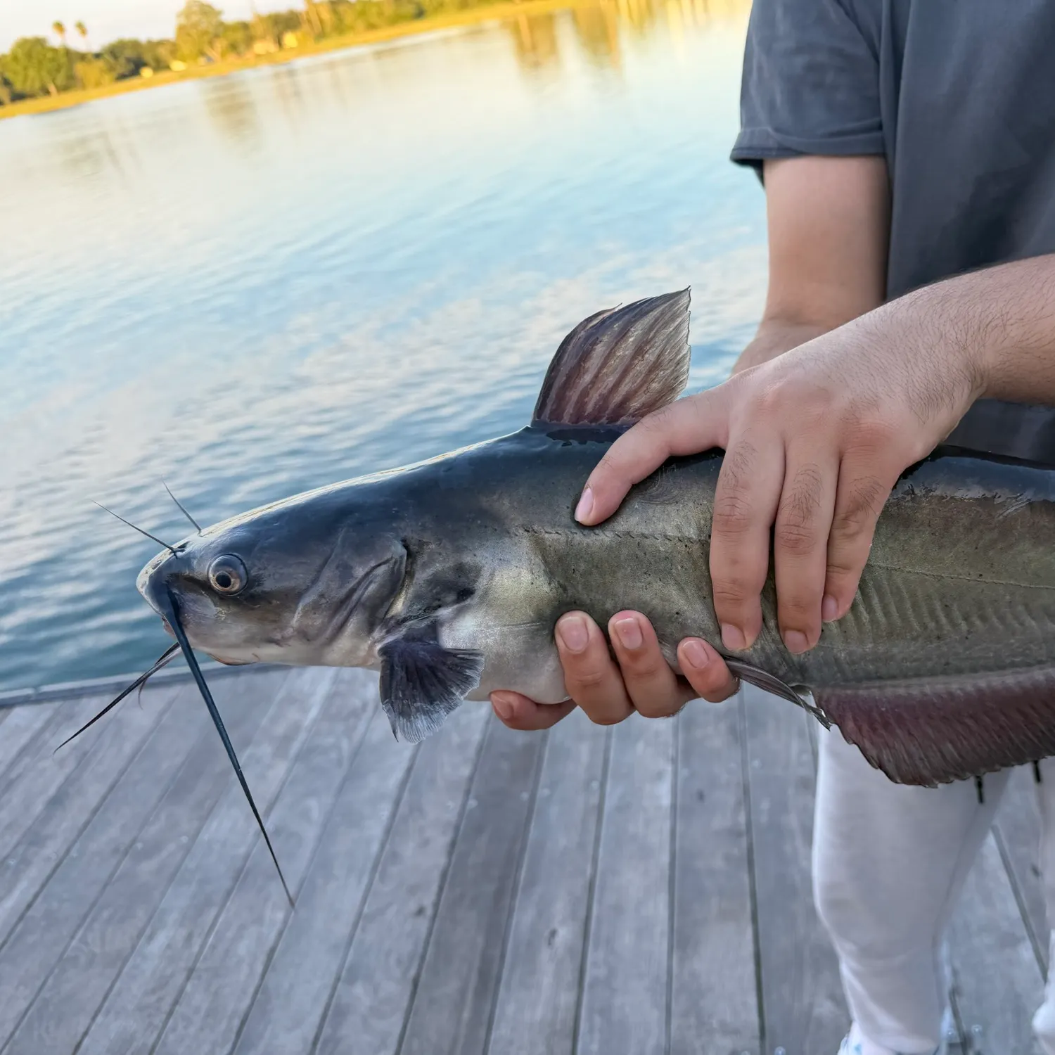 Channel catfish caught on Fishbrain