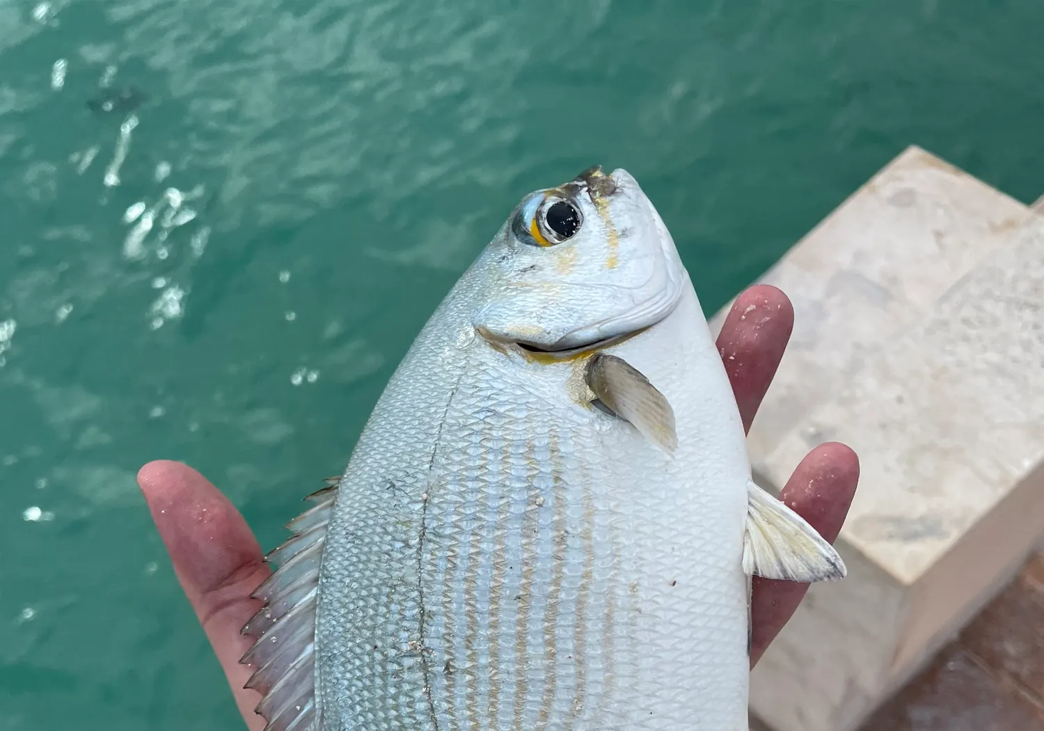 Bermuda sea chub