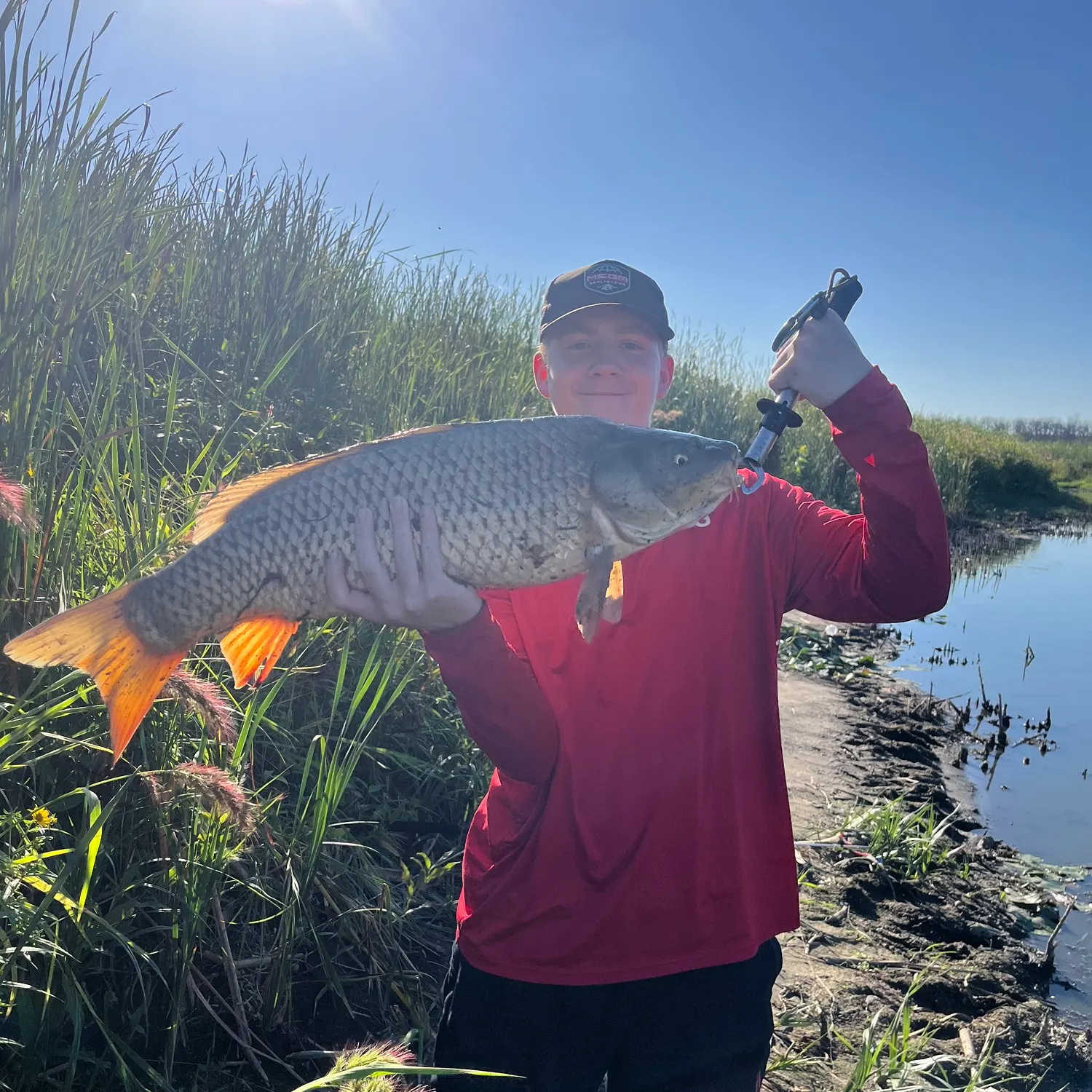 Common carp caught on Fishbrain