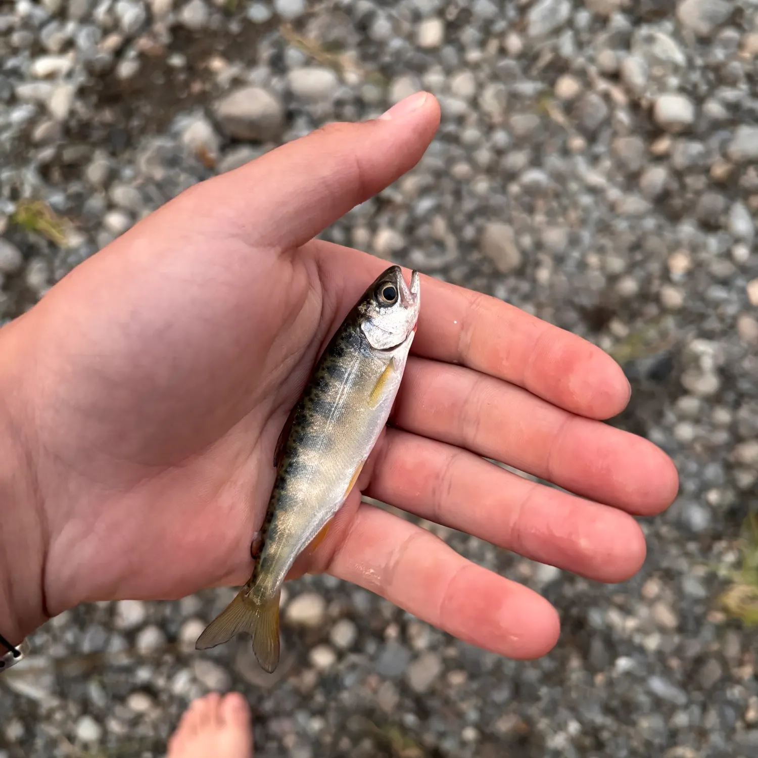 Kokanee salmon caught on Fishbrain