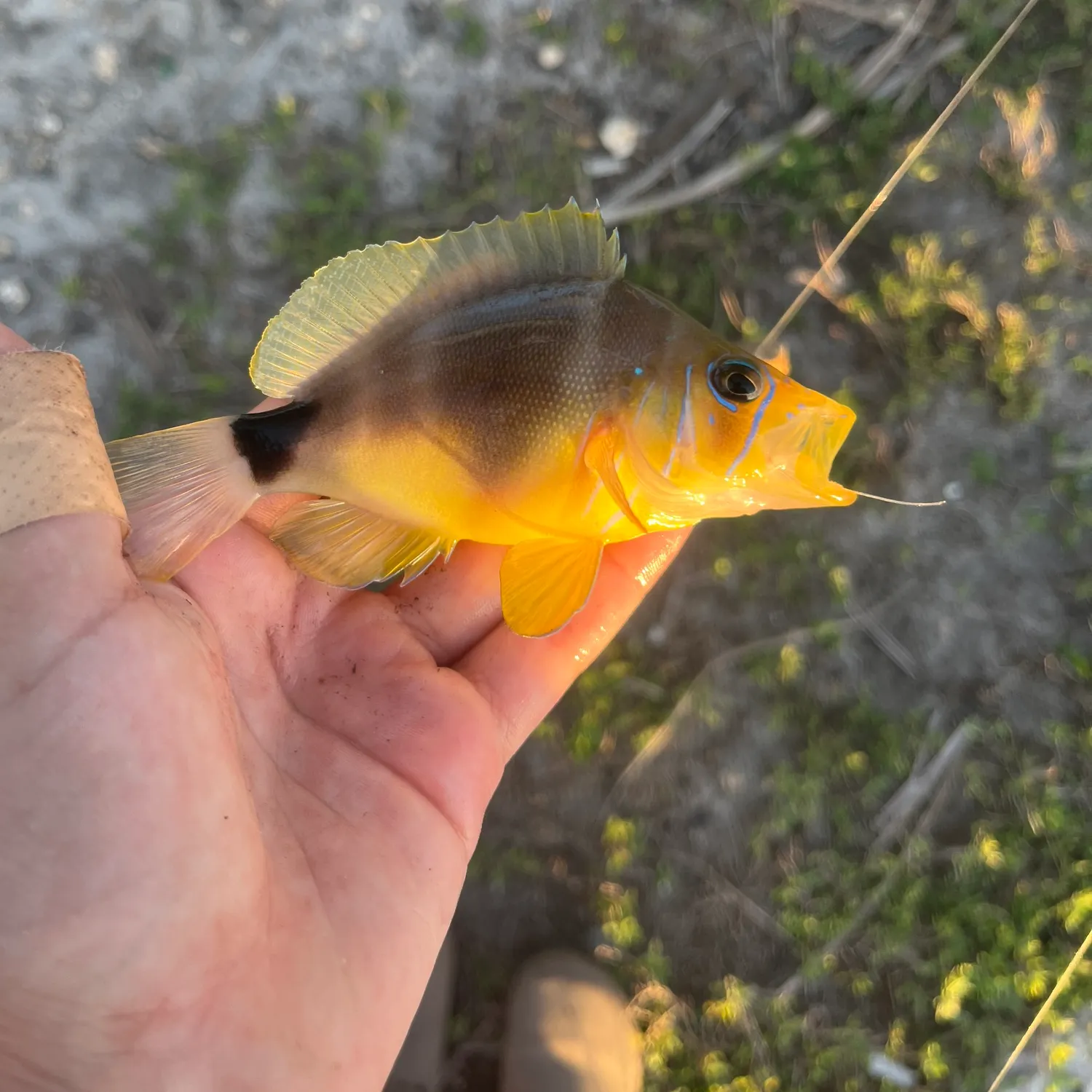 The most recent Butter Hamlet catches on Fishbrain