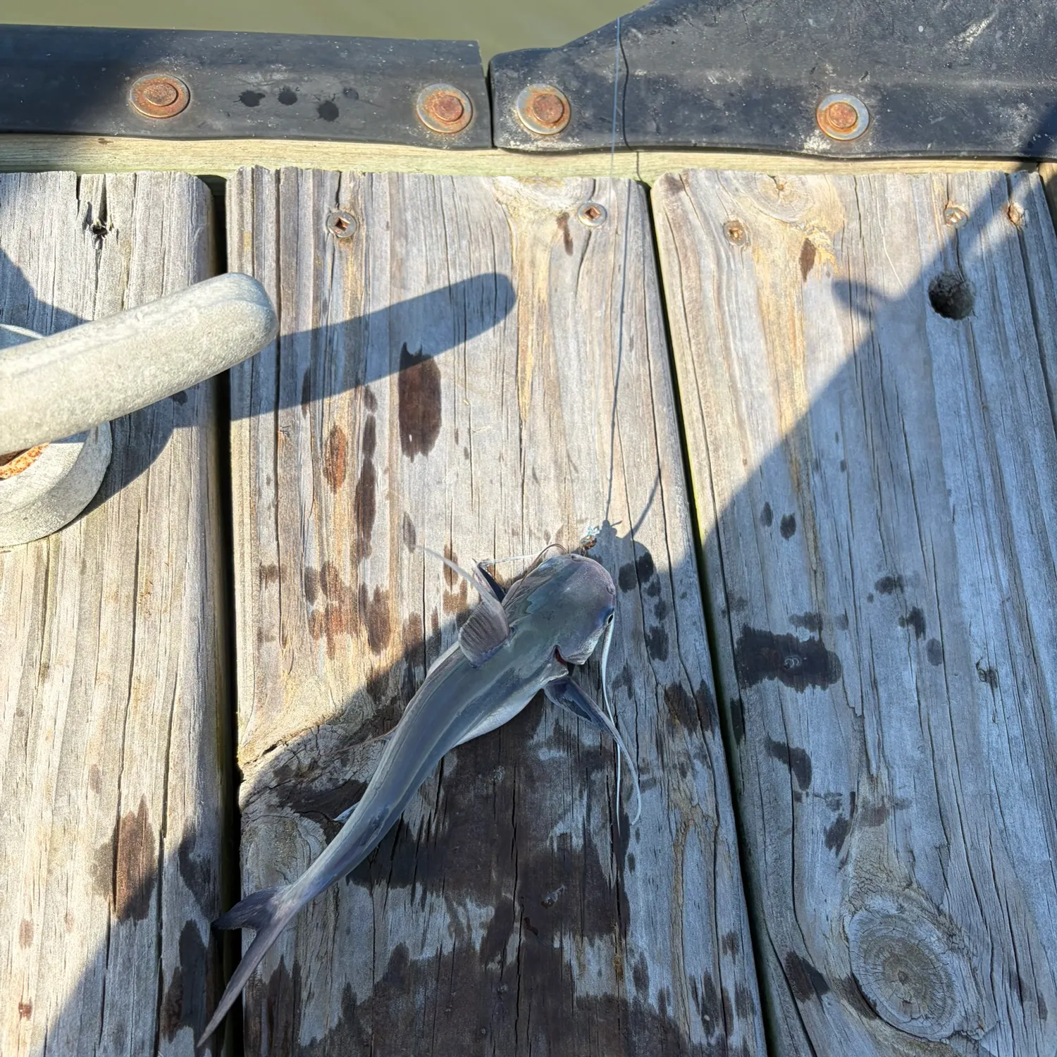 Gafftopsail sea catfish caught on Fishbrain