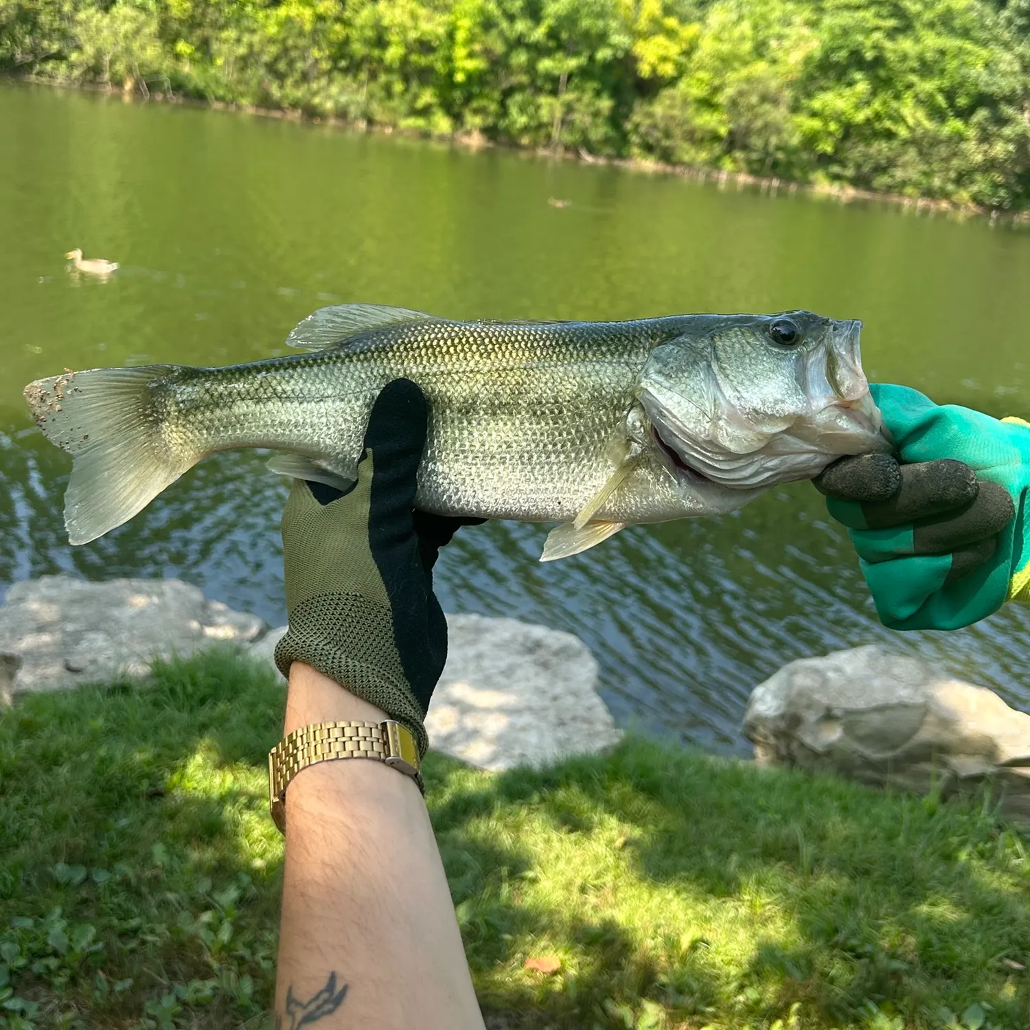catch