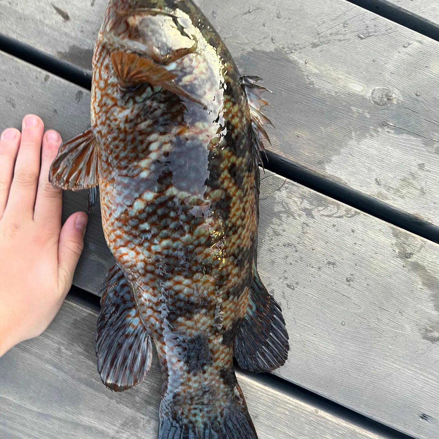 Ballan wrasse caught on Fishbrain