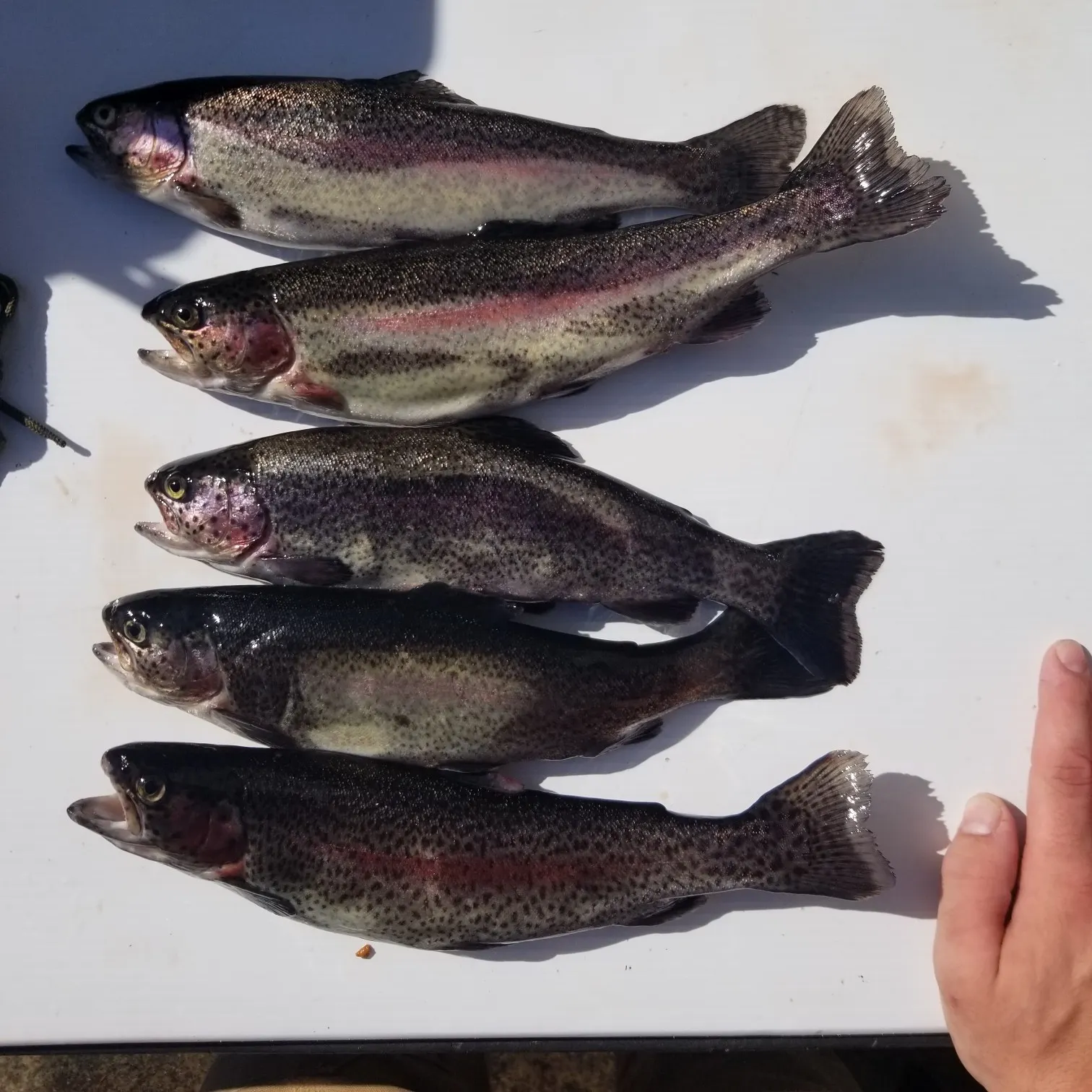 recently logged catches