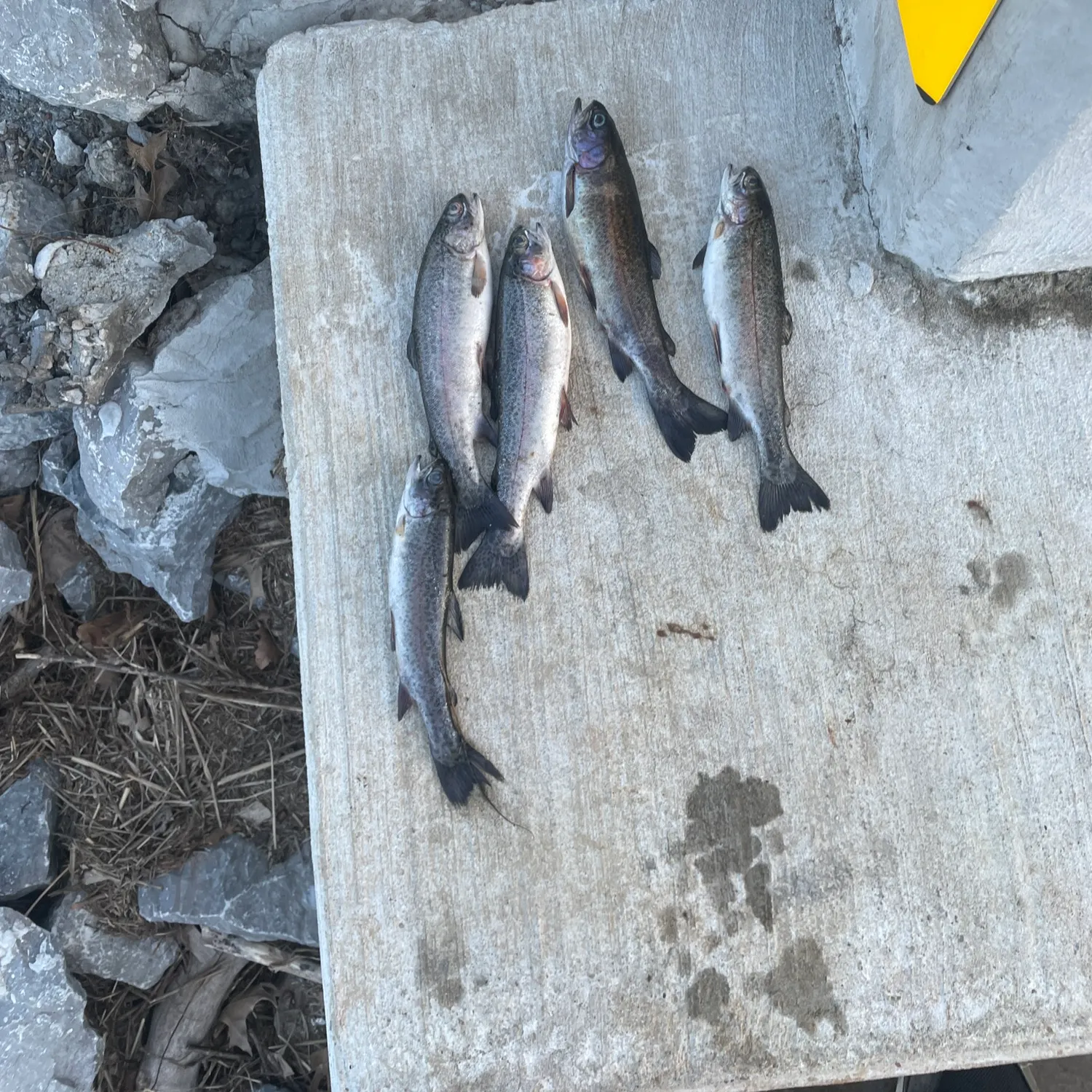 recently logged catches