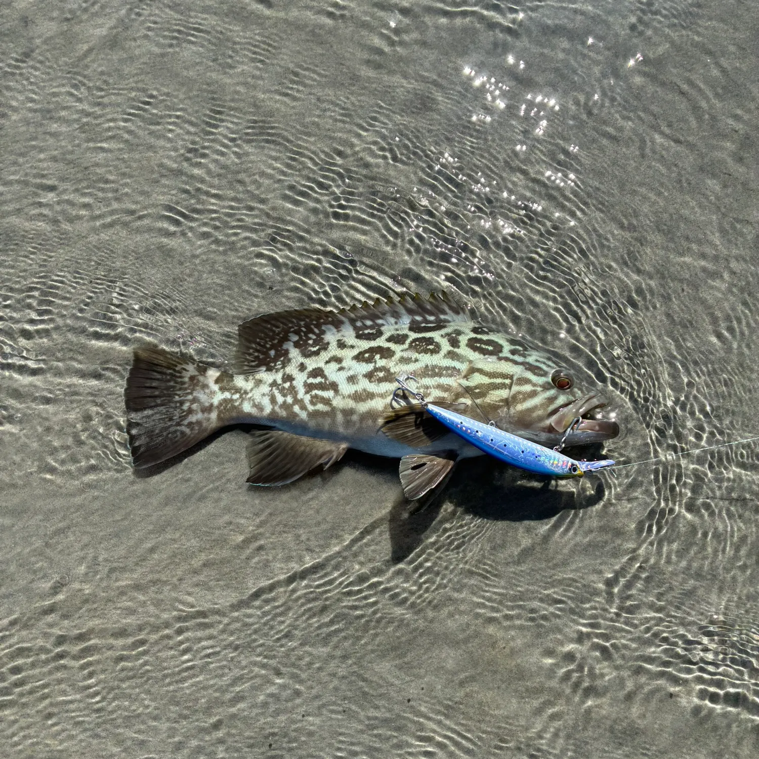 The most recent Broomtail grouper catches on Fishbrain