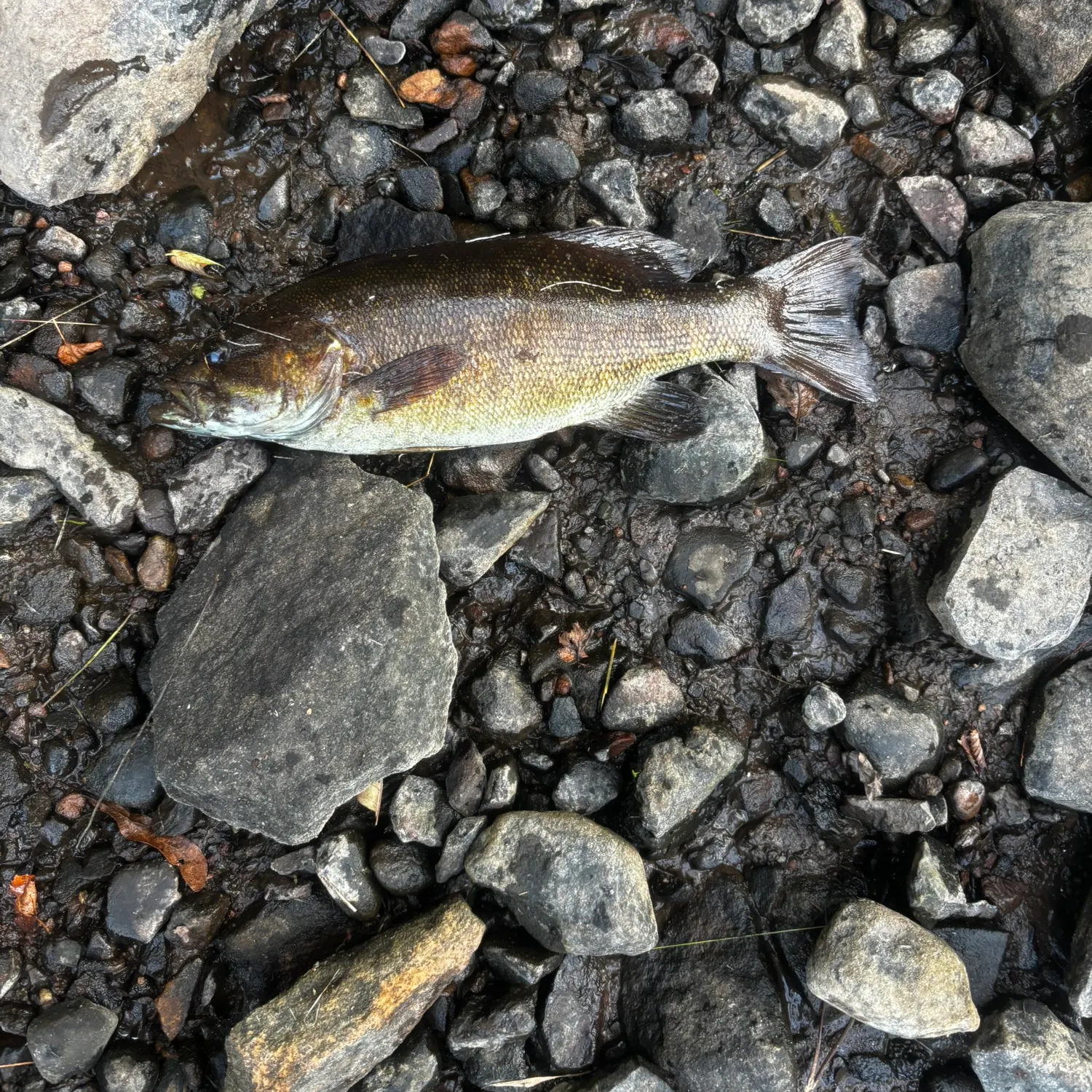 Smallmouth bass caught on Fishbrain