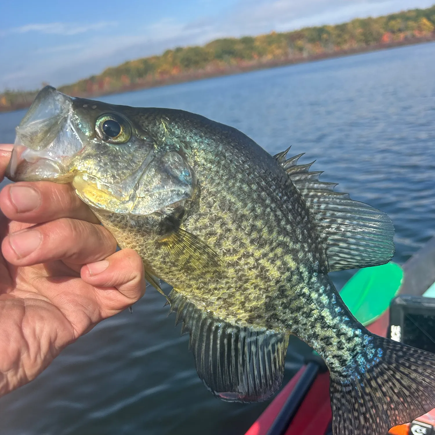Black crappie caught on Fishbrain